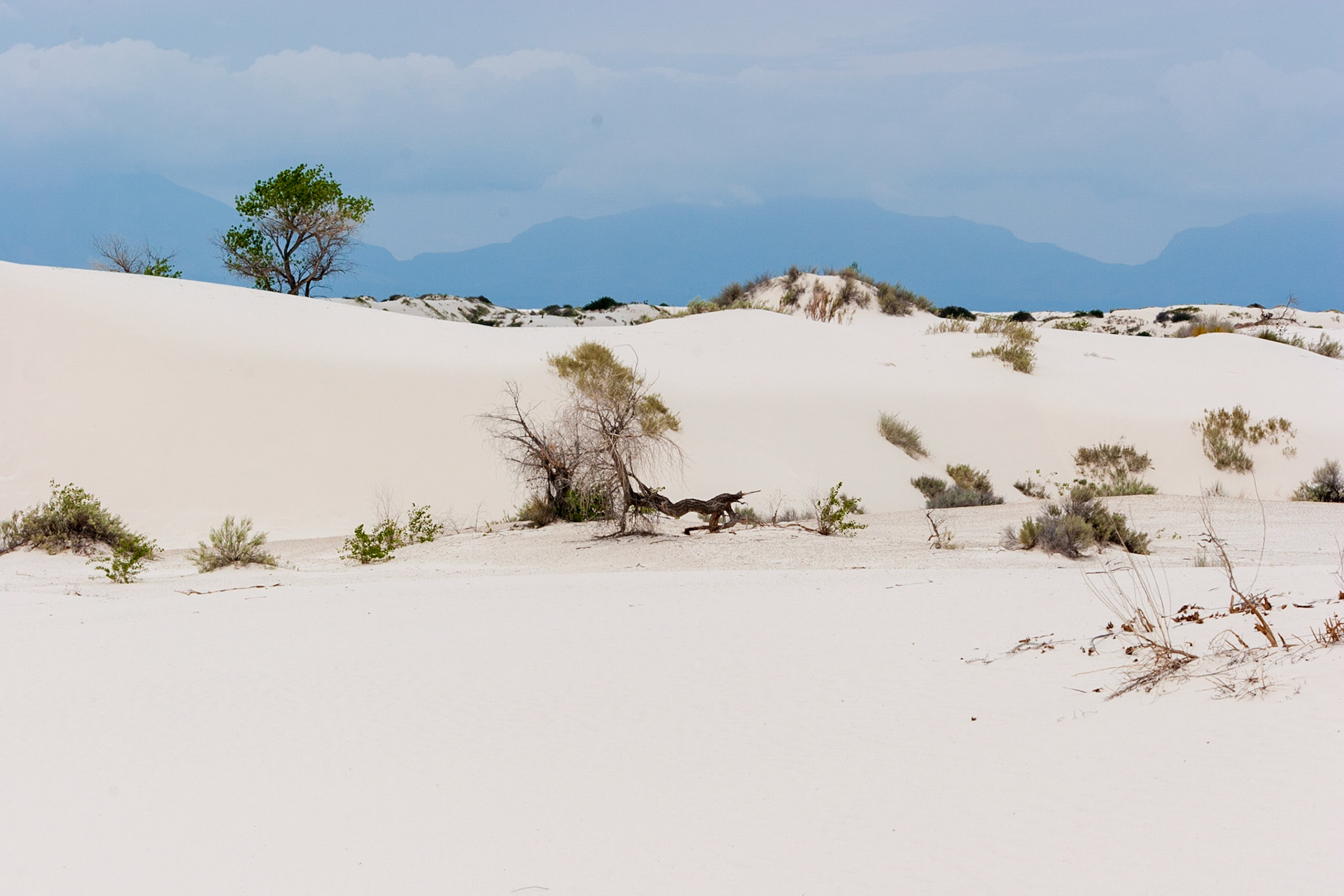 White Sands National Monument, New Mexico. Rising from the heart of the Tularosa Basin is one of the world's great natural wonders - the glistening white sands of New Mexico. Great wave-like dunes of gypsum sand have engulfed 275 square miles of desert, creating the world's largest gypsum dunefield. White Sands National Monument preserves a major portion of this unique dunefield, along with the plants and animals that live here.