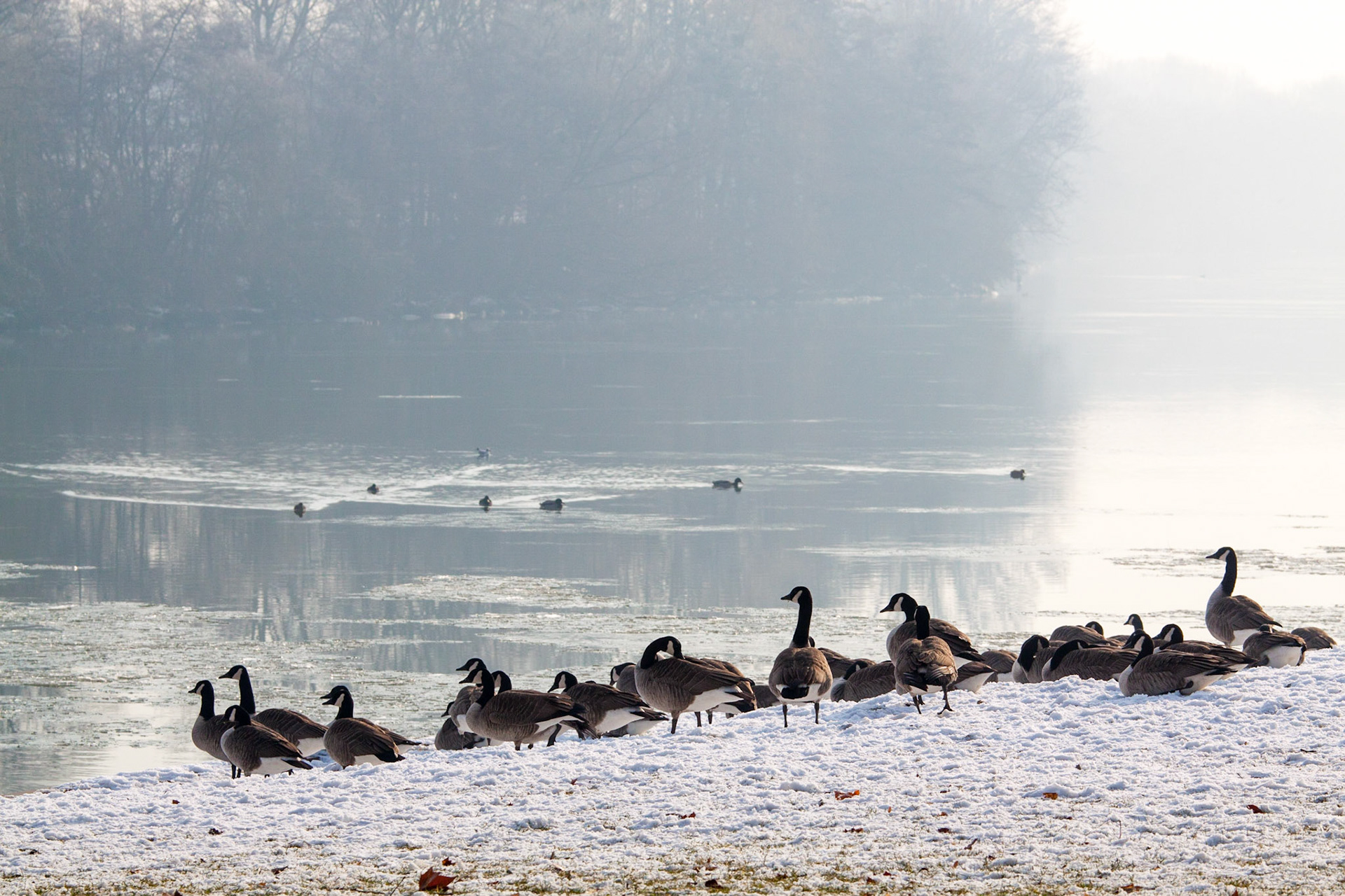 Oies Bernaches sur l'Oise, à Vauréal.