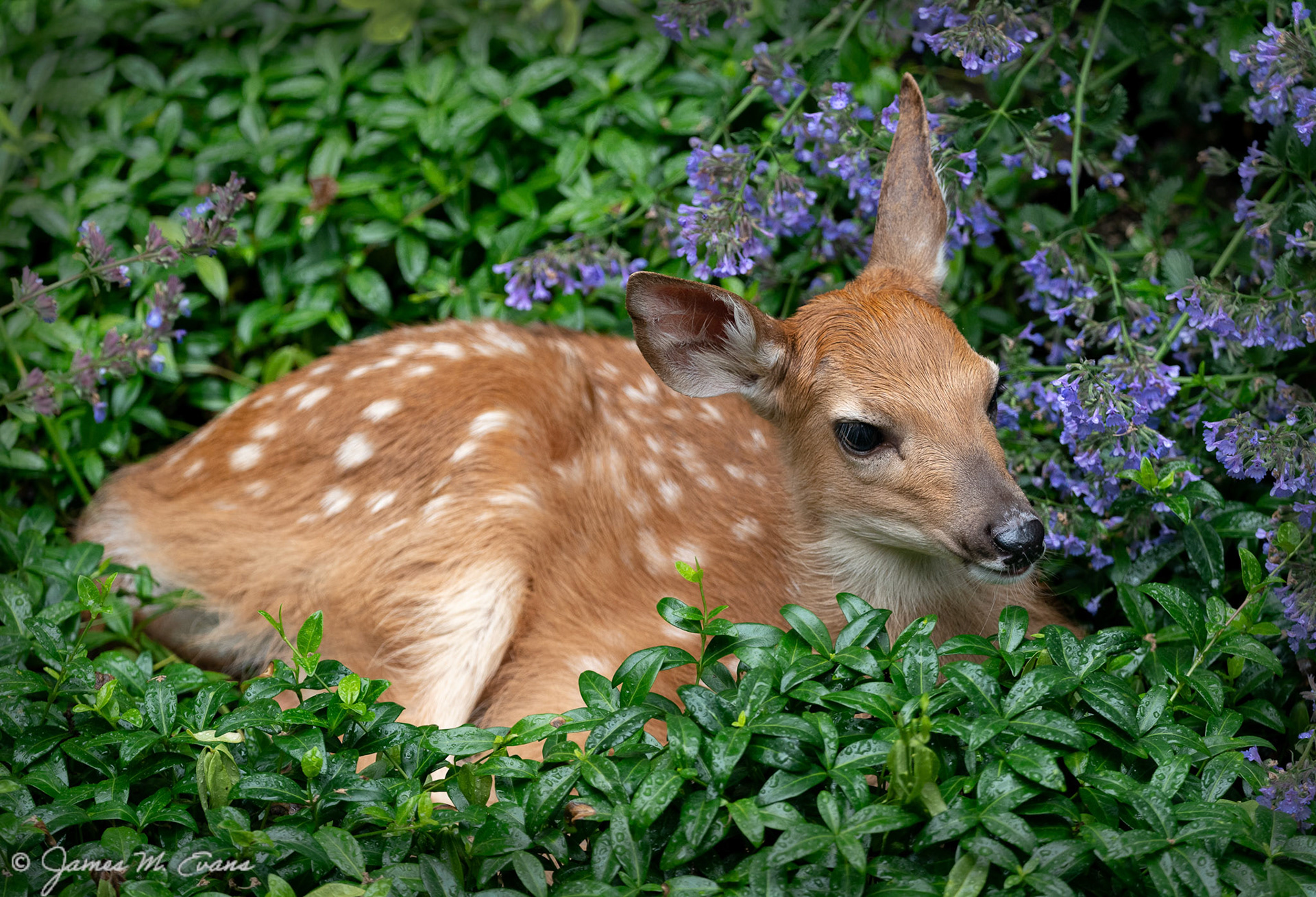 Bed of myrtle and mint - Fawn resting in the myrtle and catmint in our garden in NJ