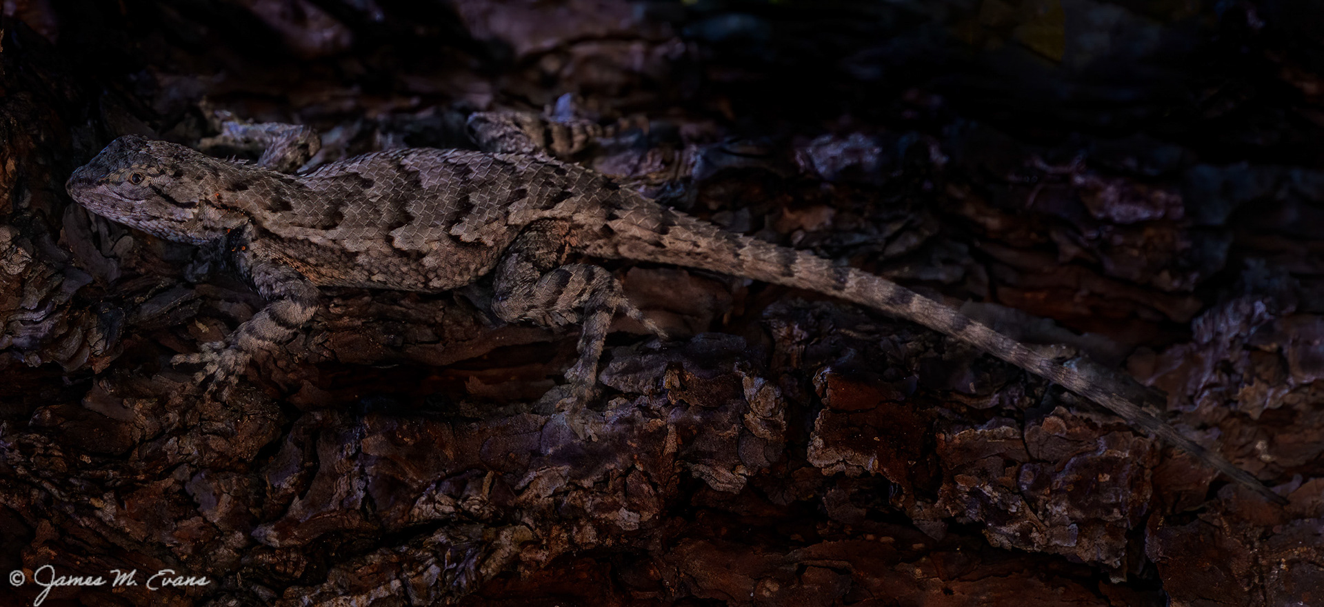 Camouflage - Northern Fence Lizard in the Pine Barrens in NJ