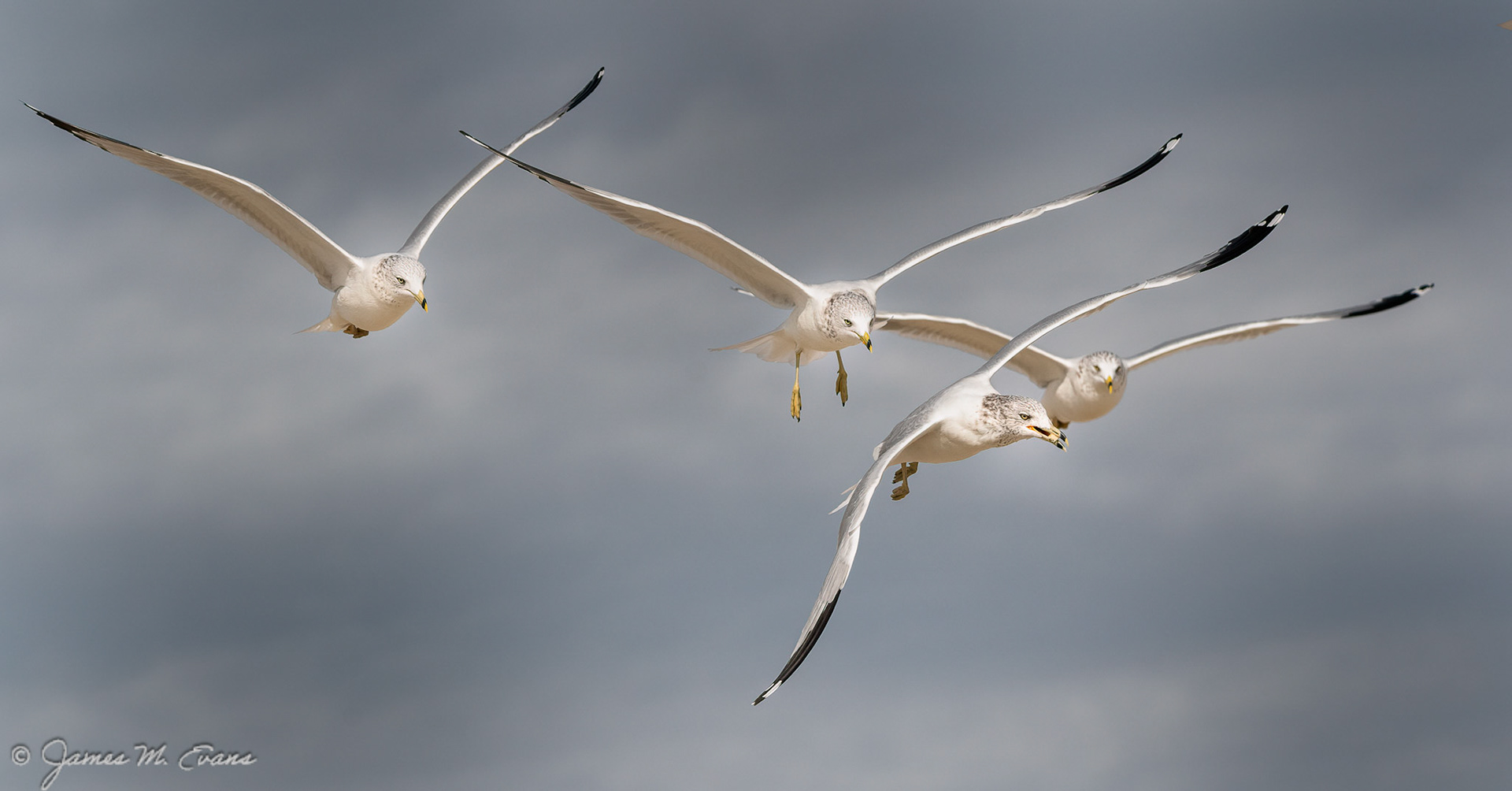 Follow the guy with the food. - Seagulls in flight at Assateague Island National Seashore in VA