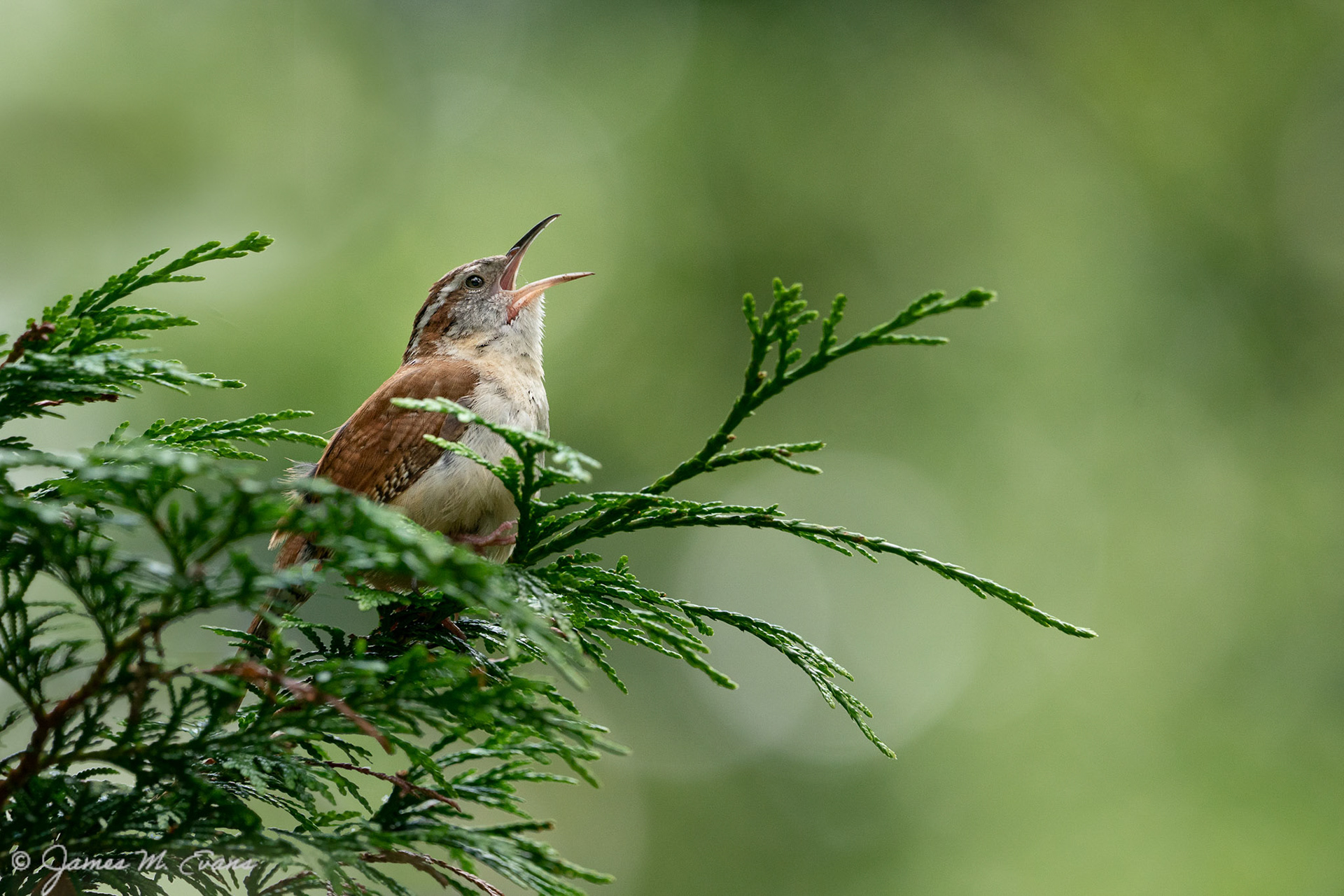 Carolina's song - One of the Carolina wrens that nested on our property in NJ