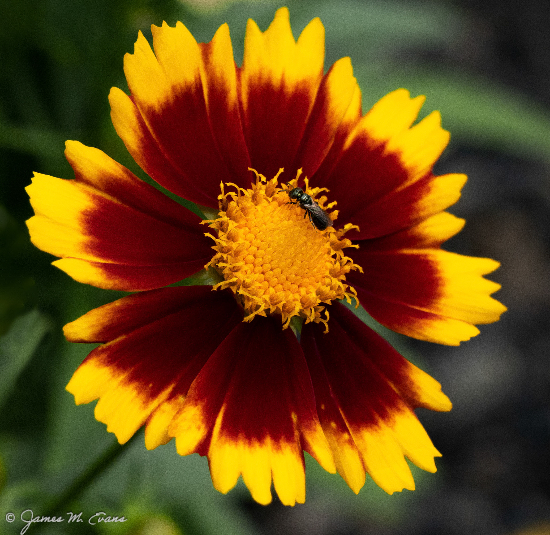 Gaillardia and friend - Gaillardia and friend - Flower in our garden in NJ