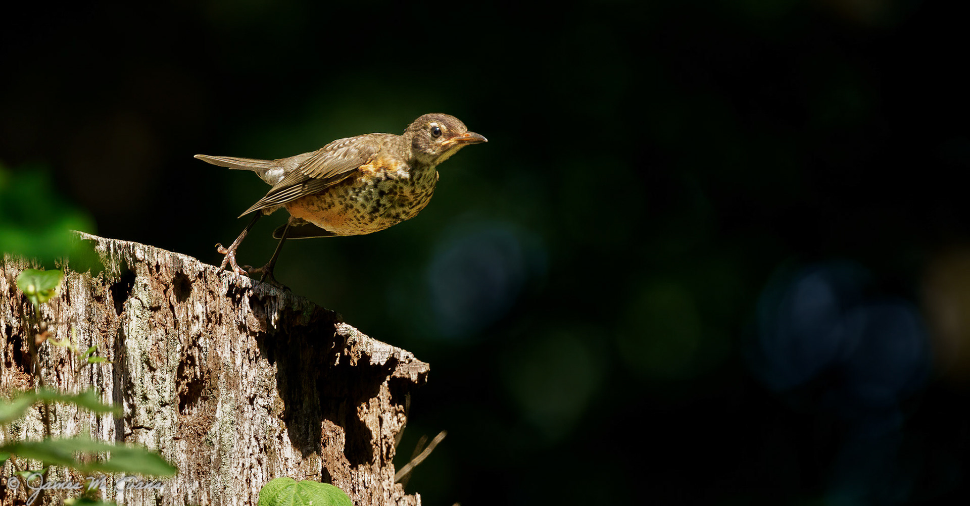 Launch - Juvenile robin on our property in NJ