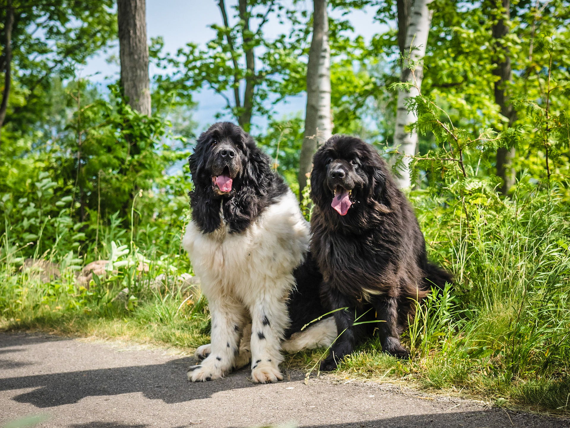 Dogs of Lora Bay