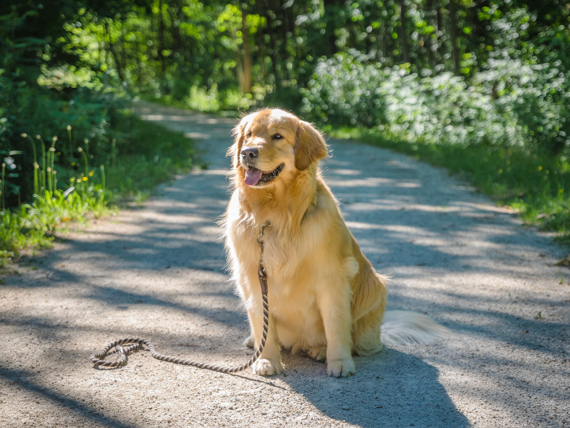 Dogs of Lora Bay