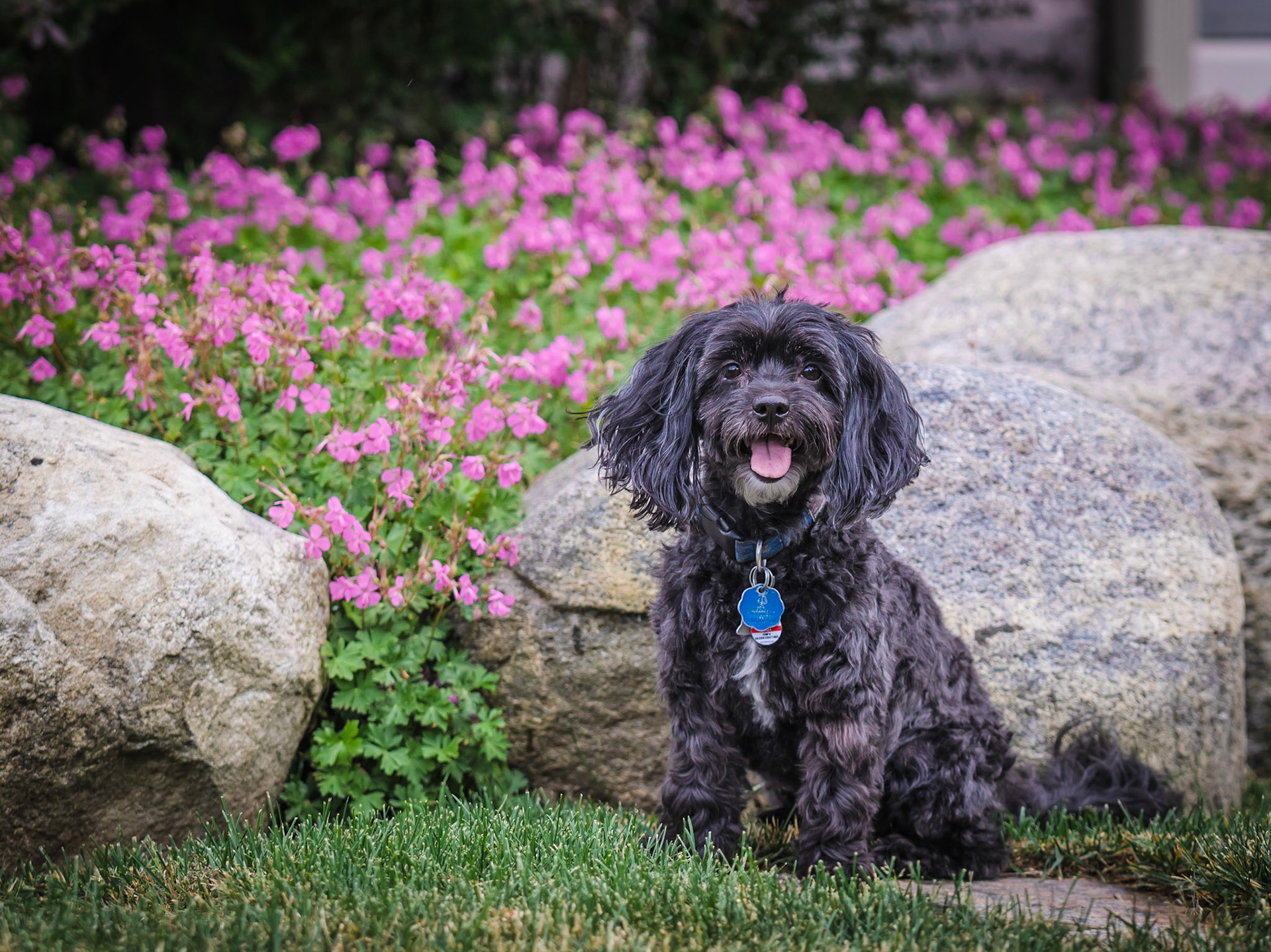 Dogs of Lora Bay