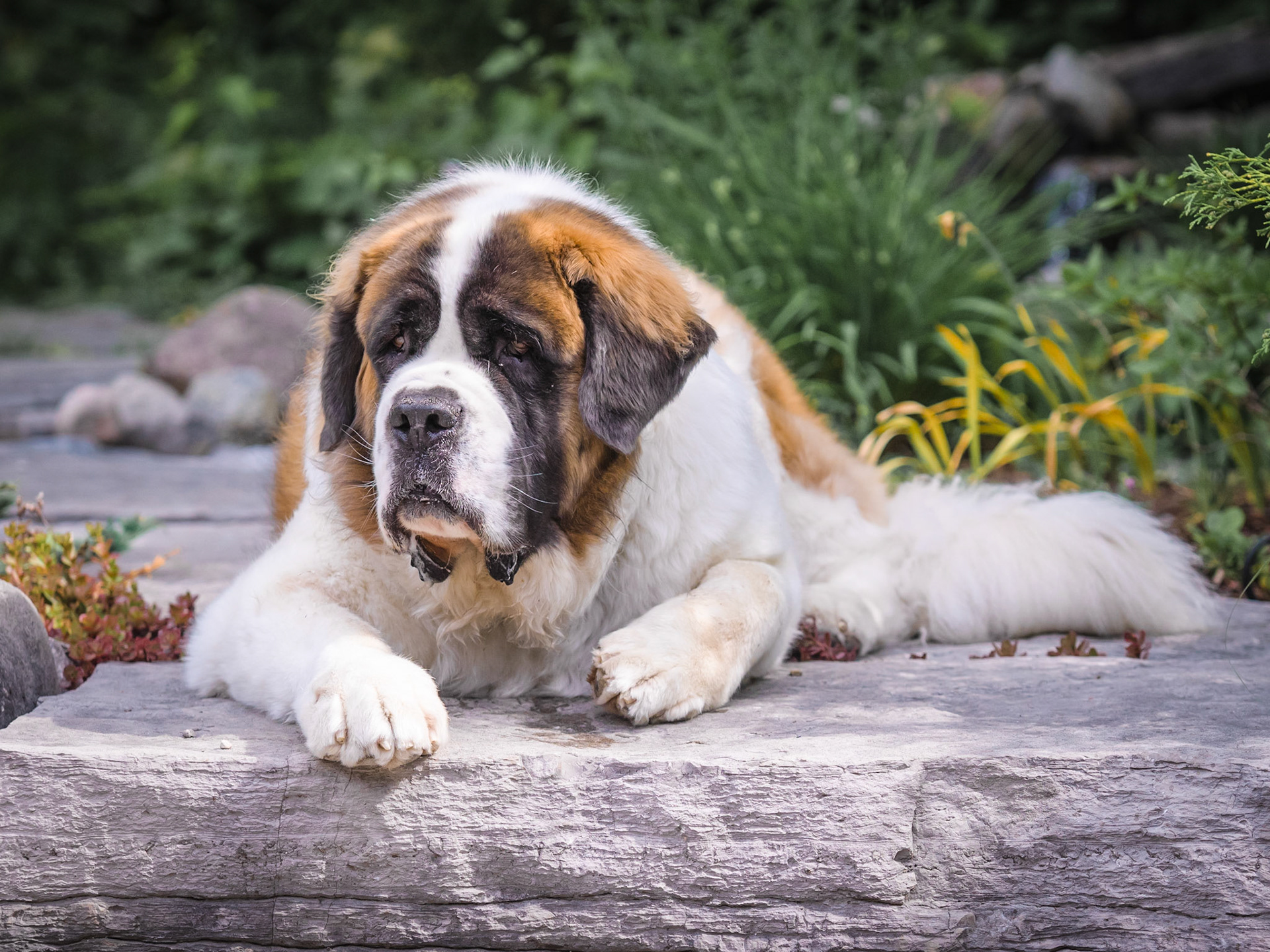 Dogs of Lora Bay