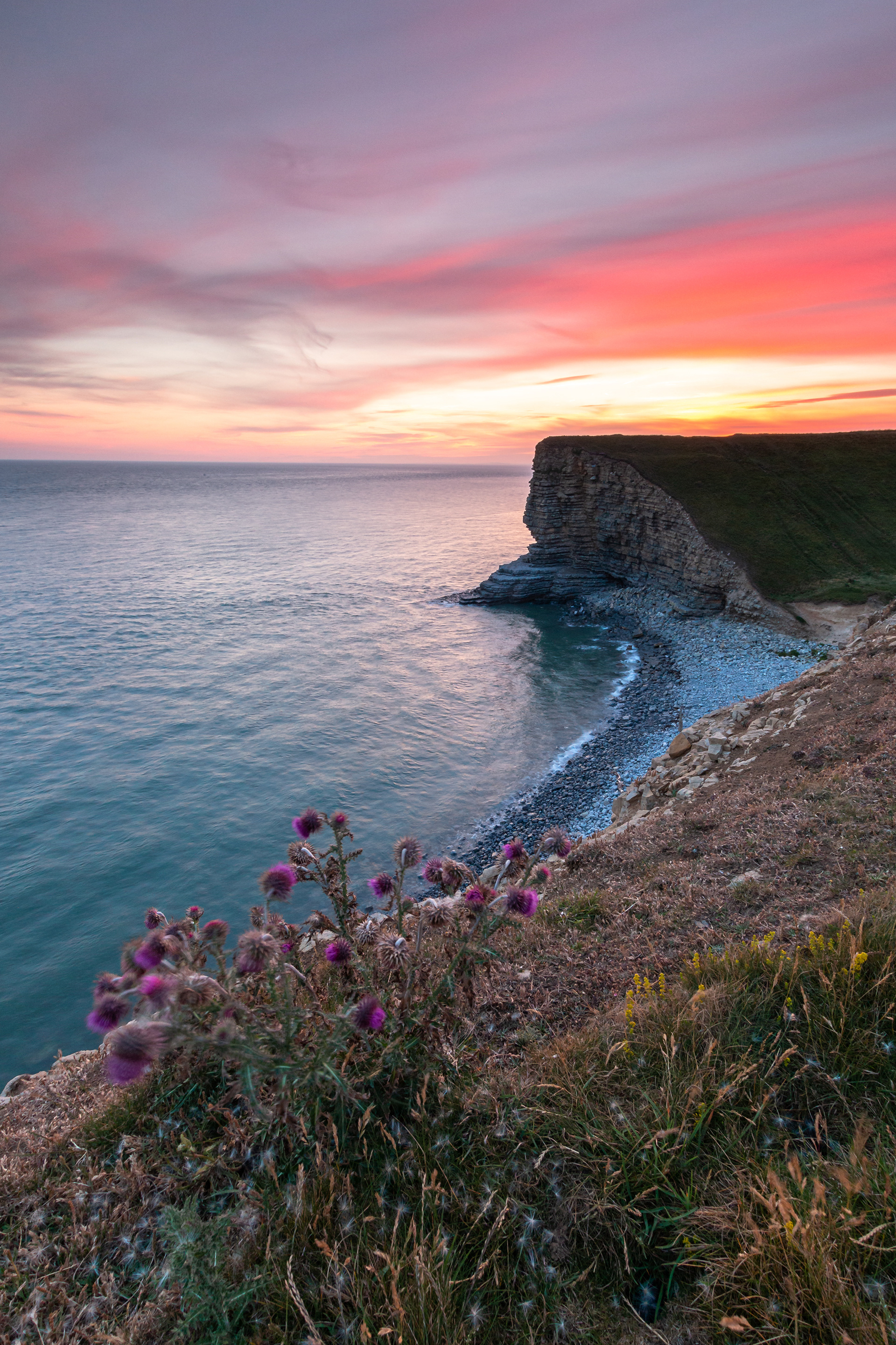 Nash Cliffs and Thistles Pink