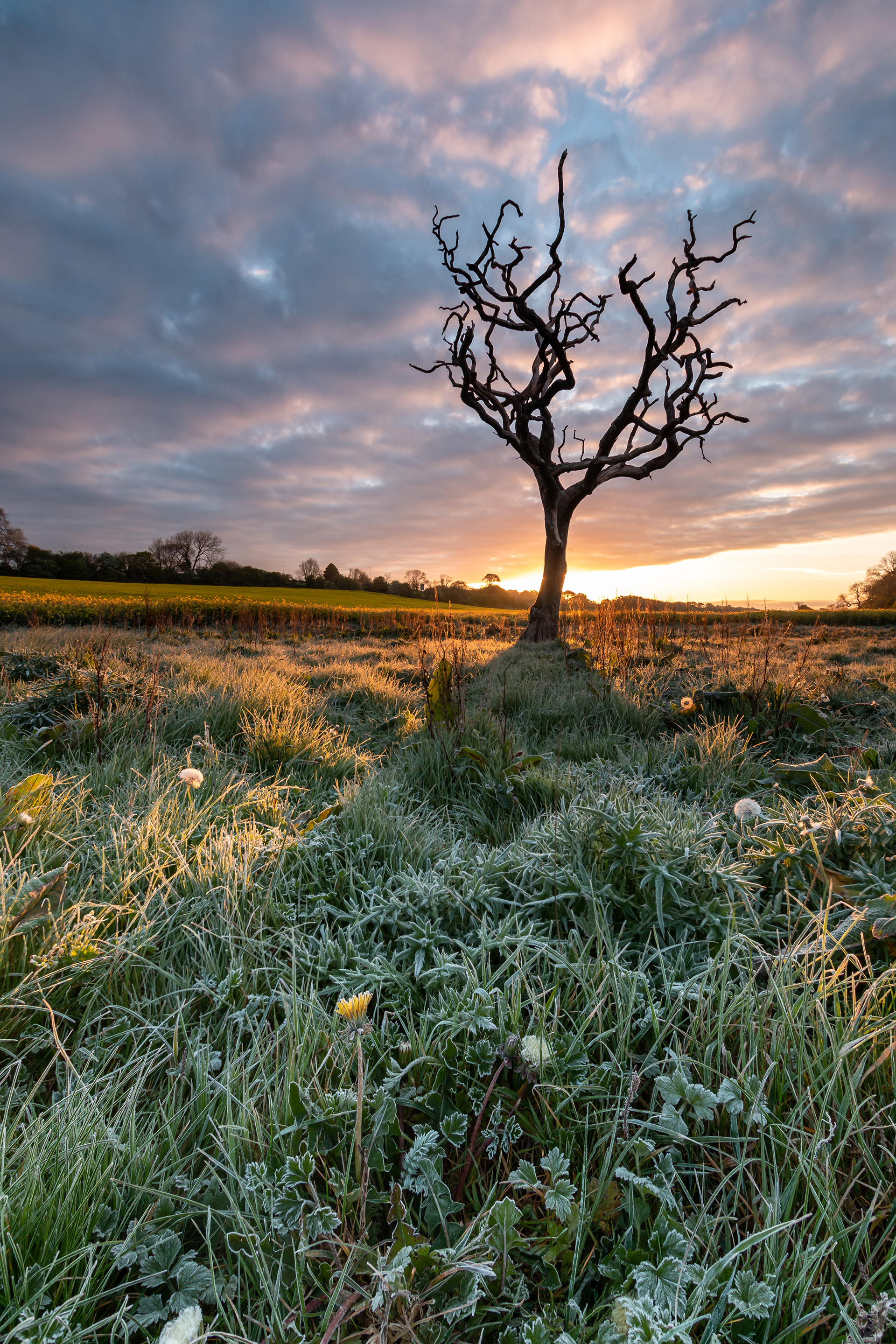 Pentre Meyrick Tree Sunrise 1