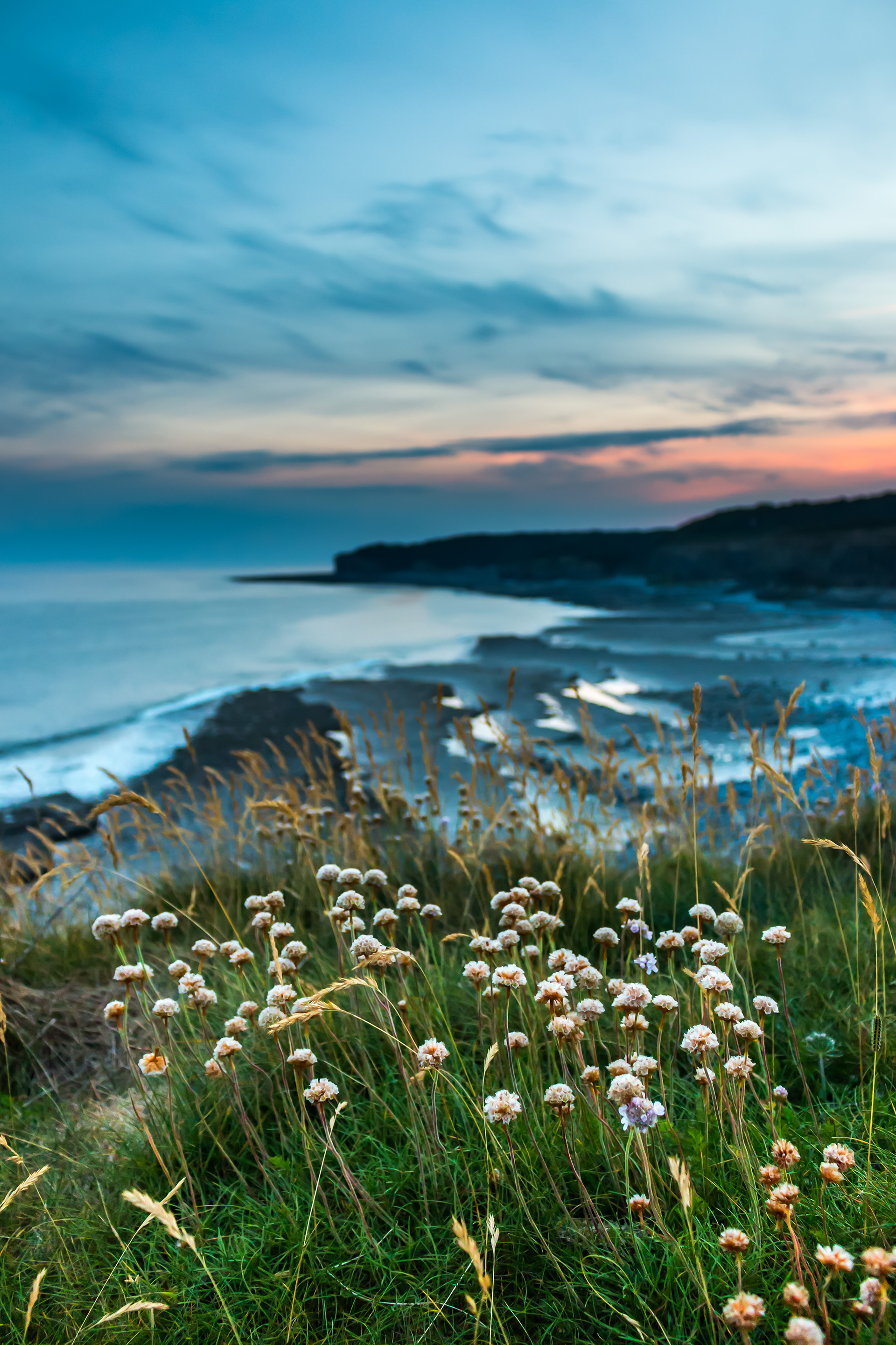 Llantwit Cliffs Thrift