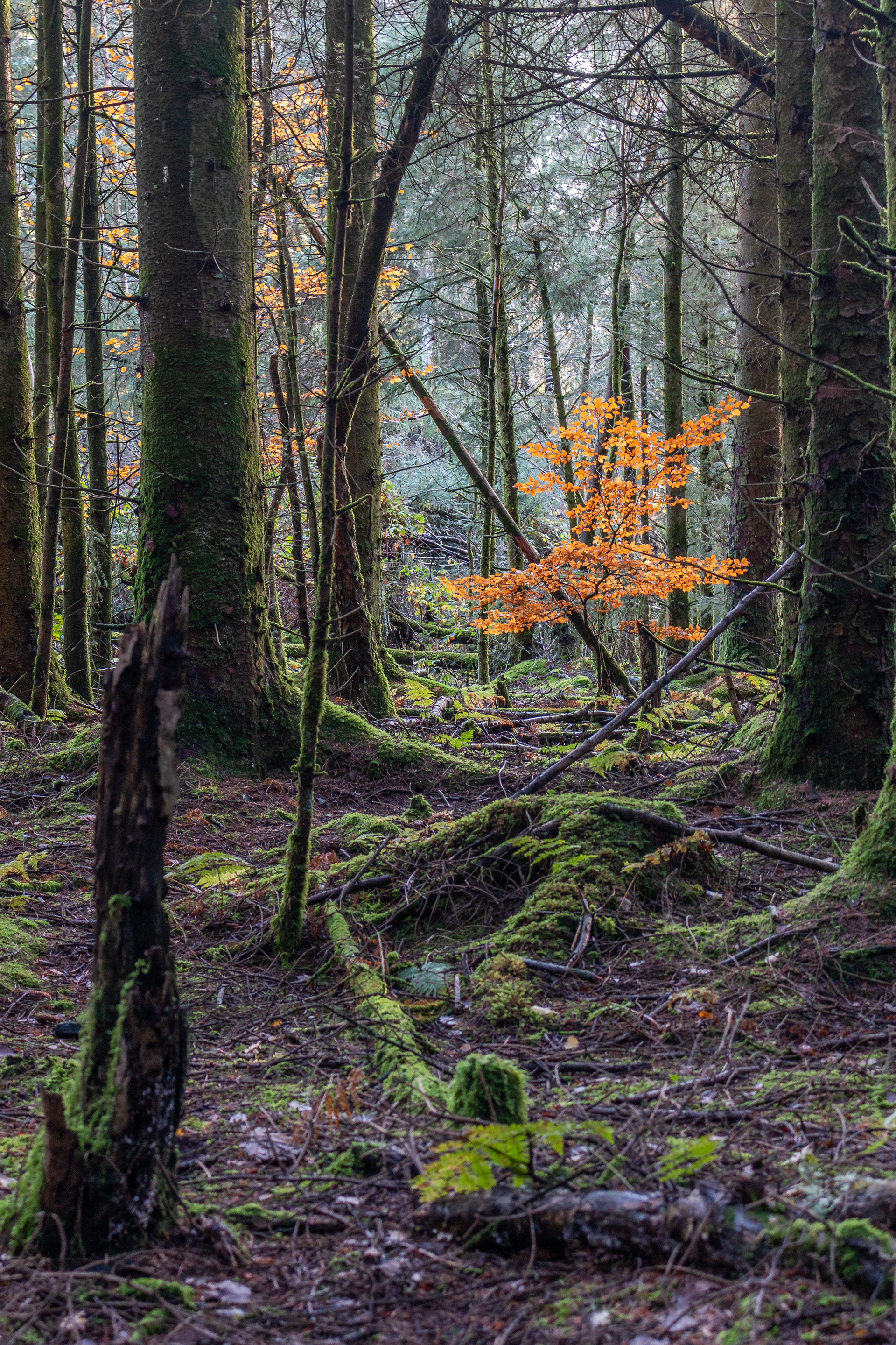 Hensol Beech Sapling Portrait