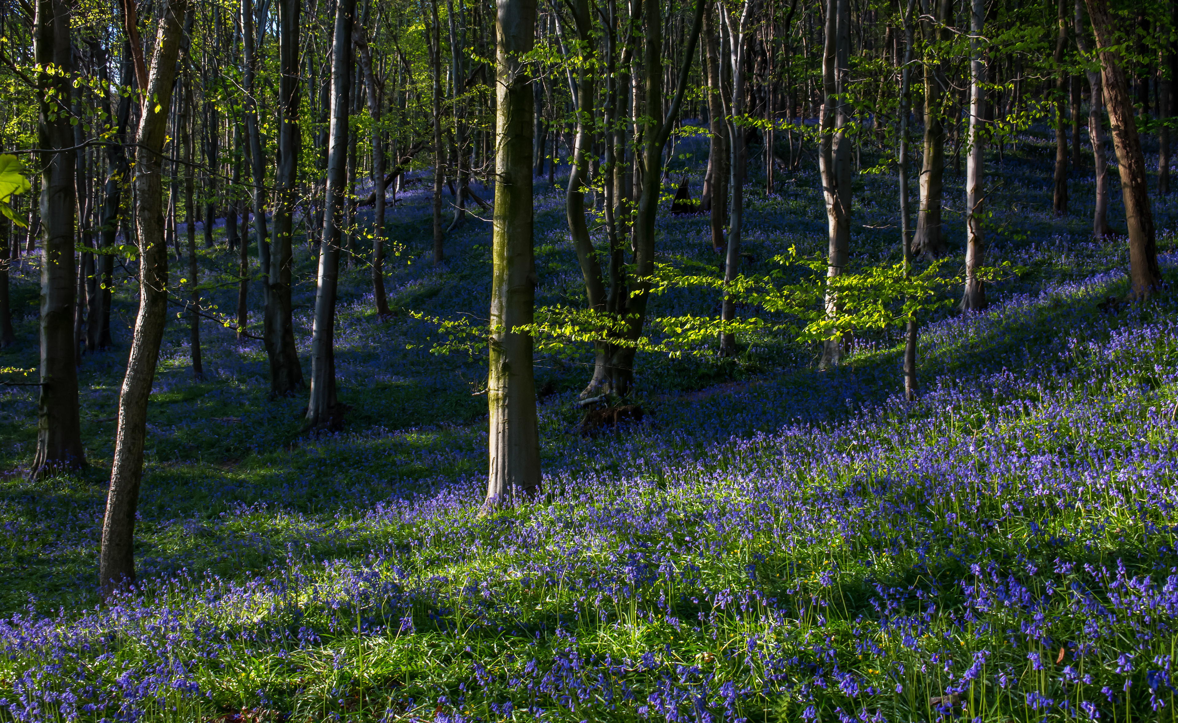 Margam Bluebell Woods