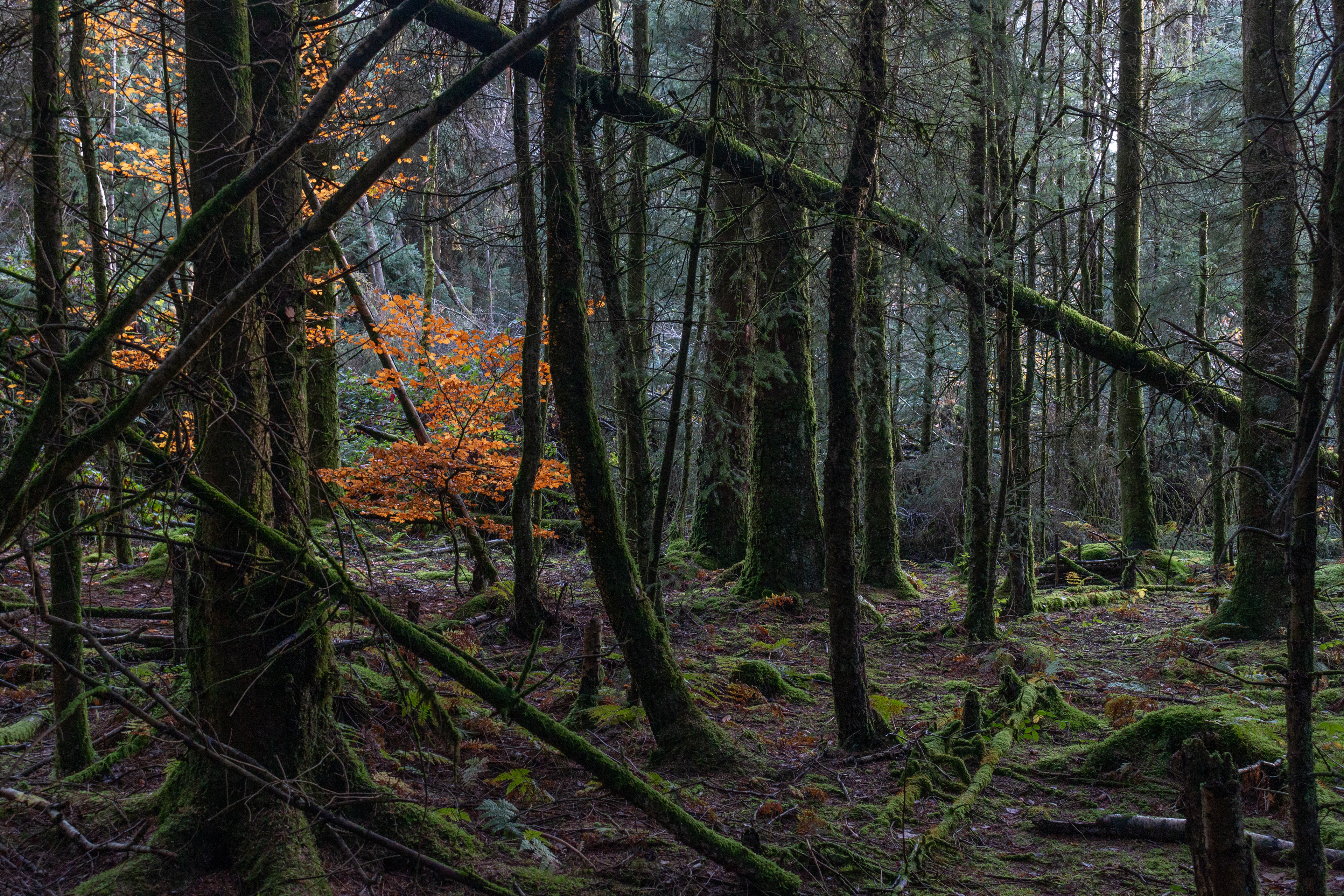 Hensol Beach Sapling 1