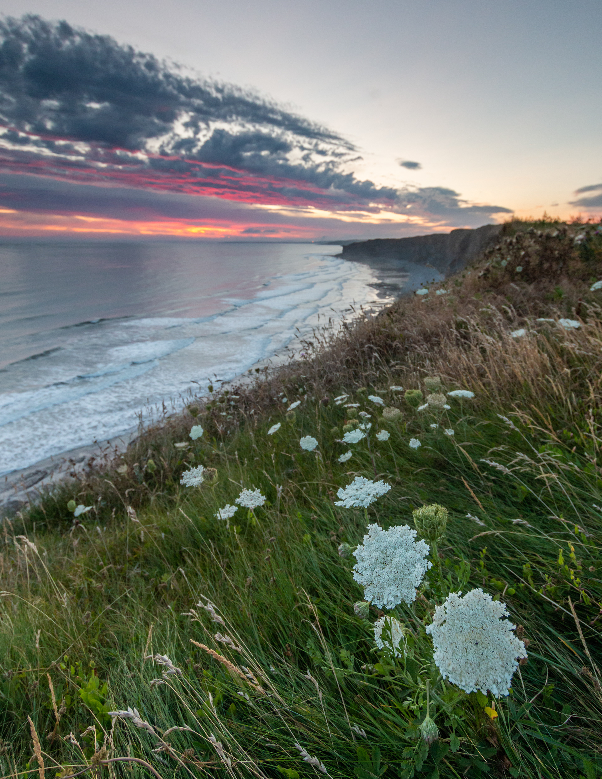 Wildflower Sunset Glow