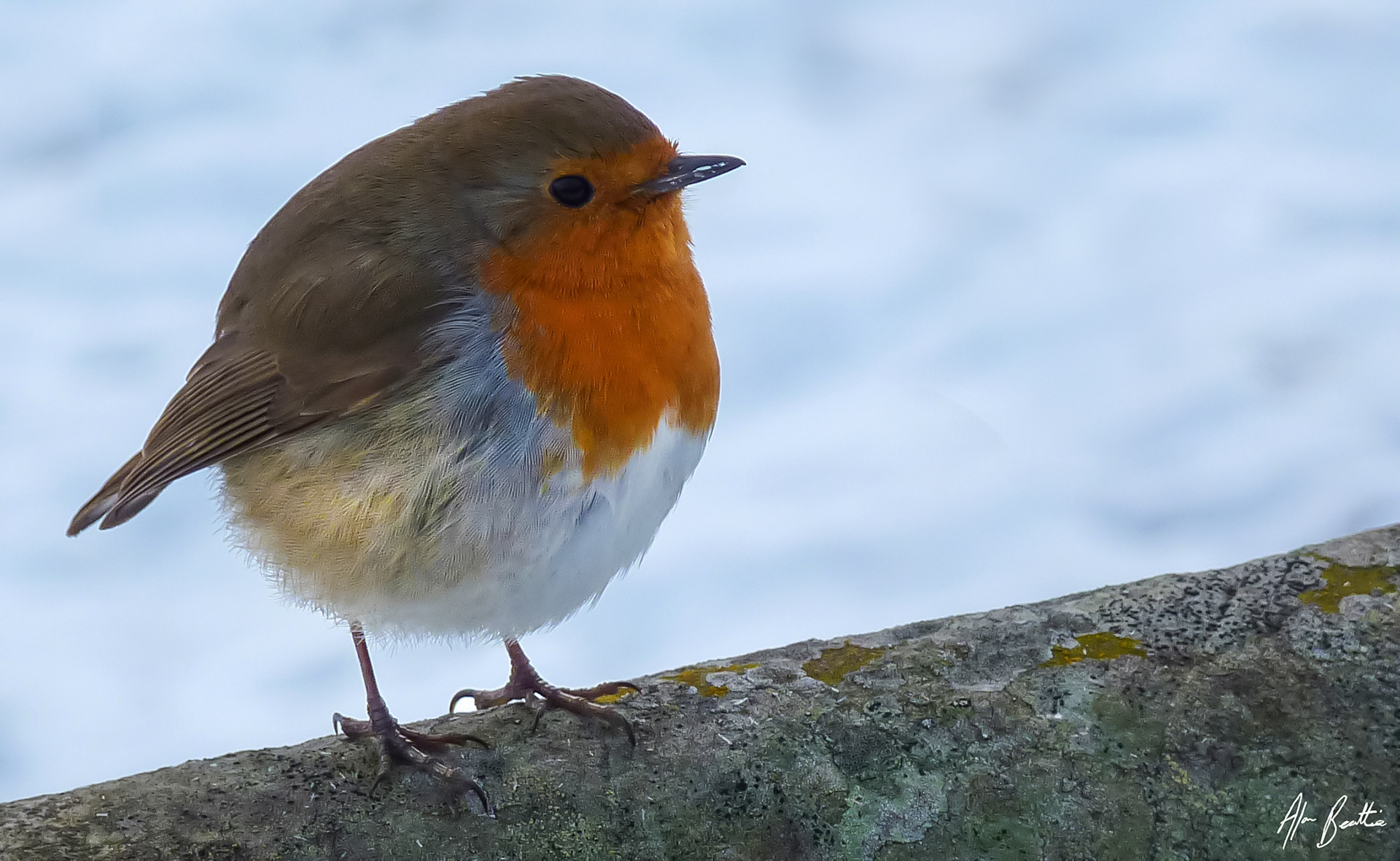 Margam Park Robin