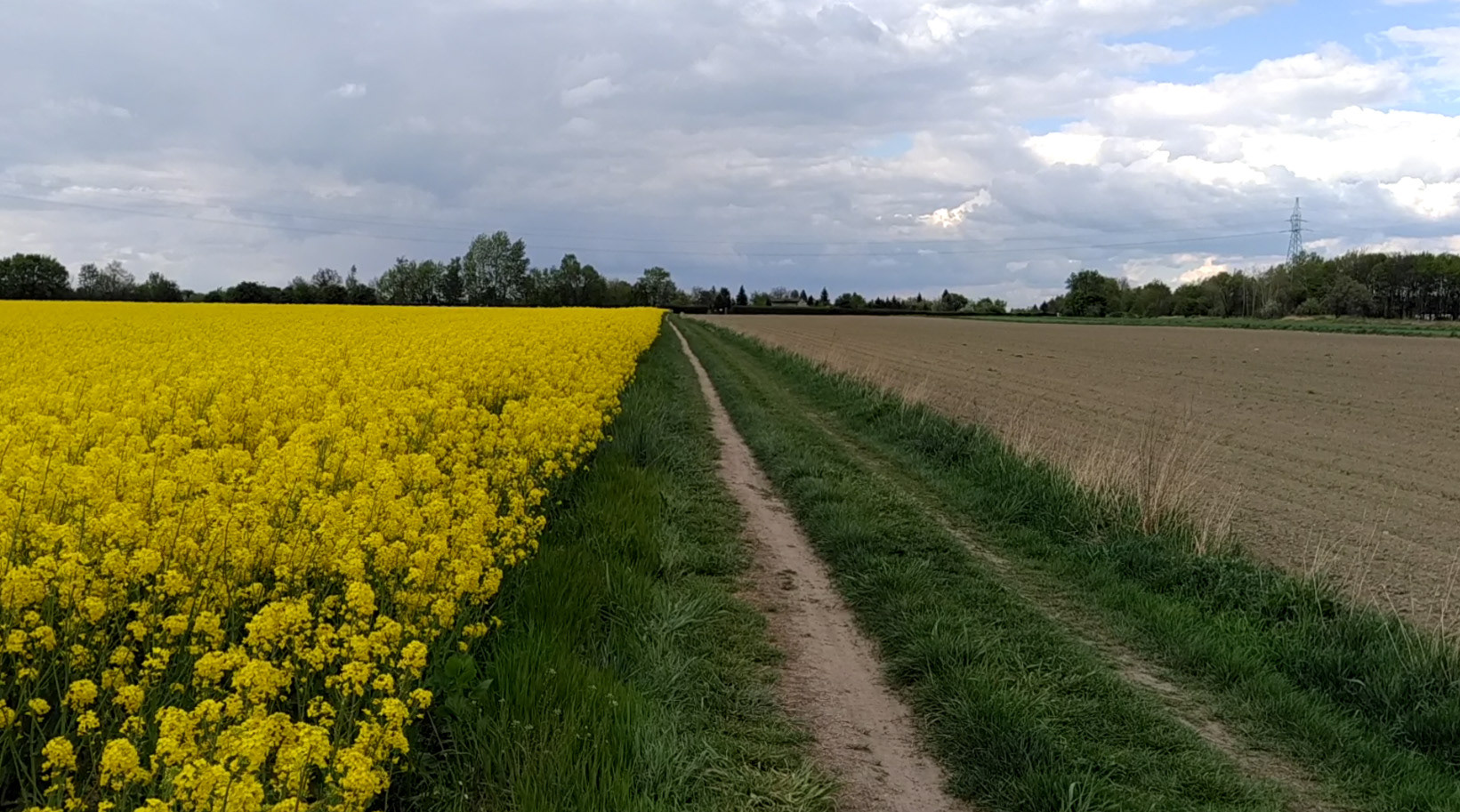Pola rzepaku na Wójtowej Wsi, widok na ogródki działkowe Biała Róża - teren dawnego obozu Arbeitslager IV, fot. własna