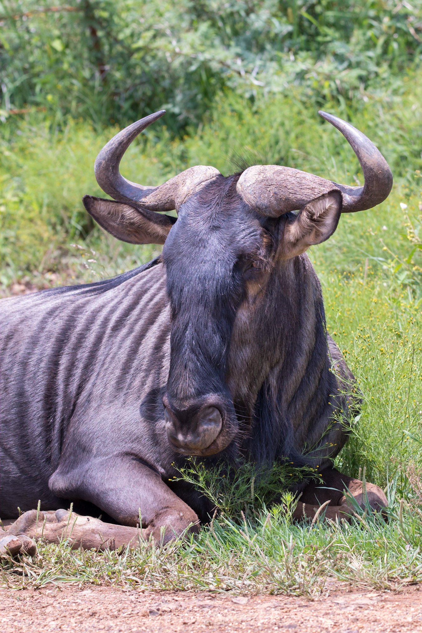 Afrique du Sud