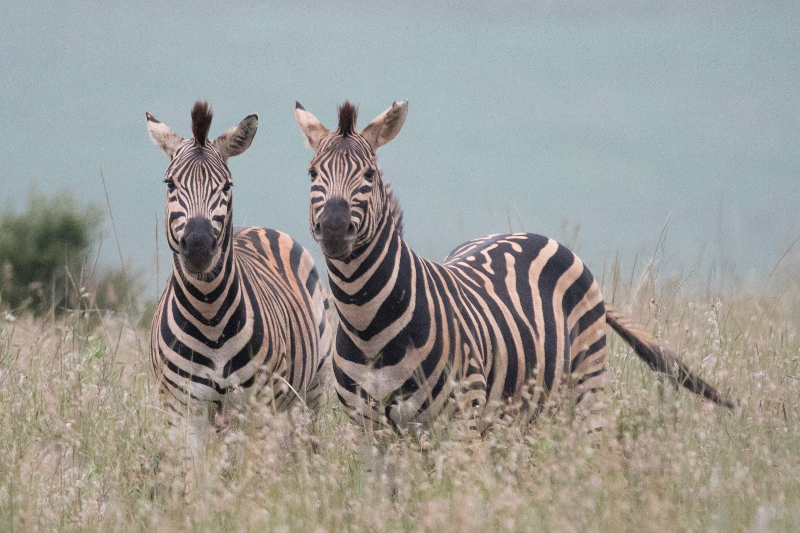 Afrique du Sud