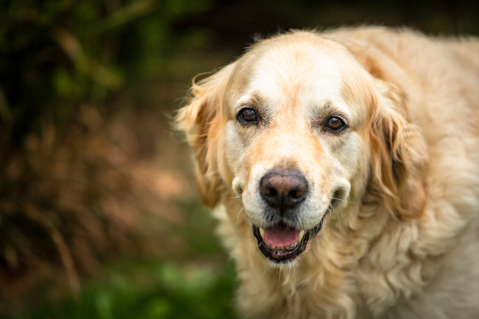 golden-retriever-above-smiling