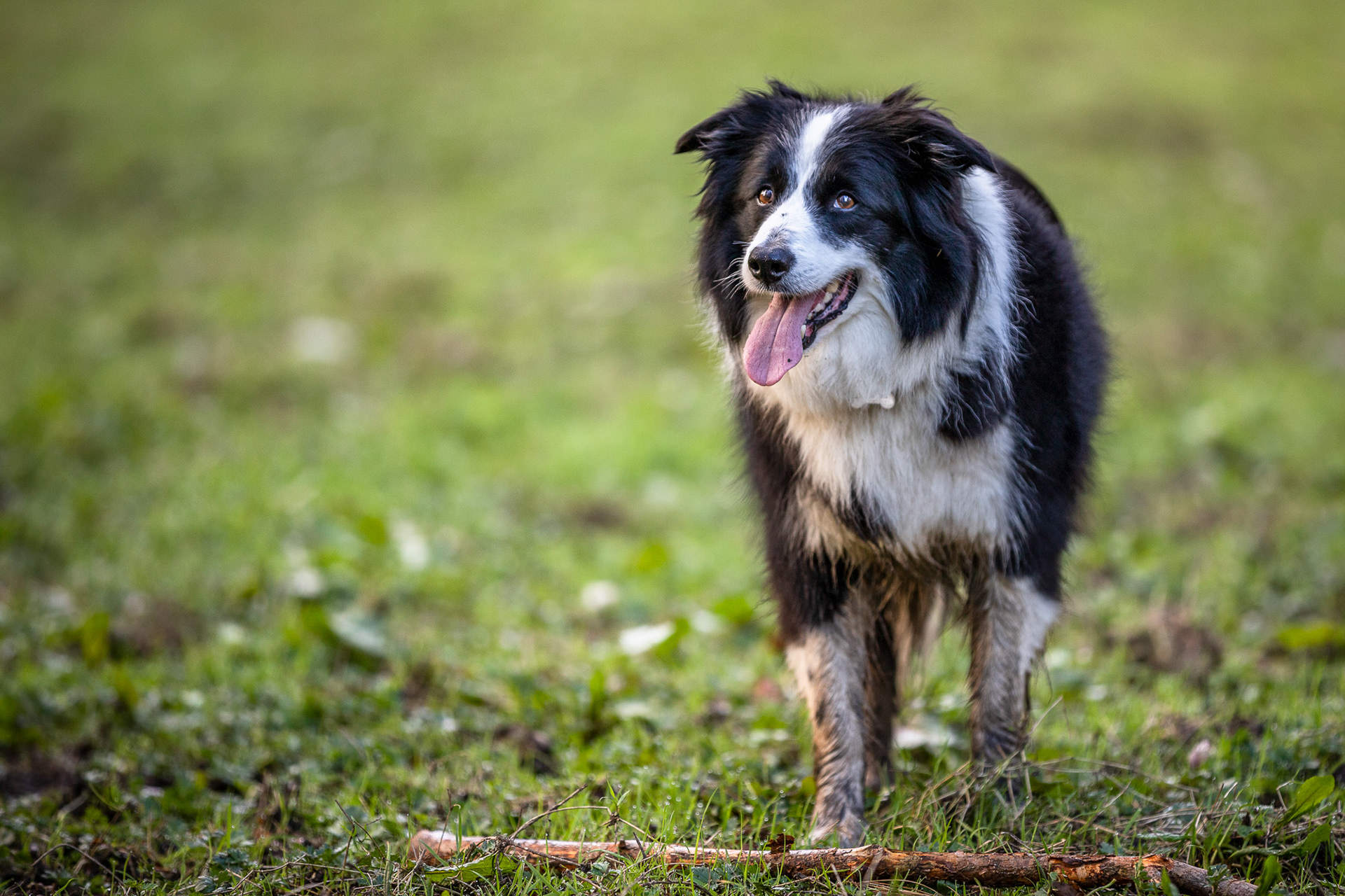 border-collie-portrait-2