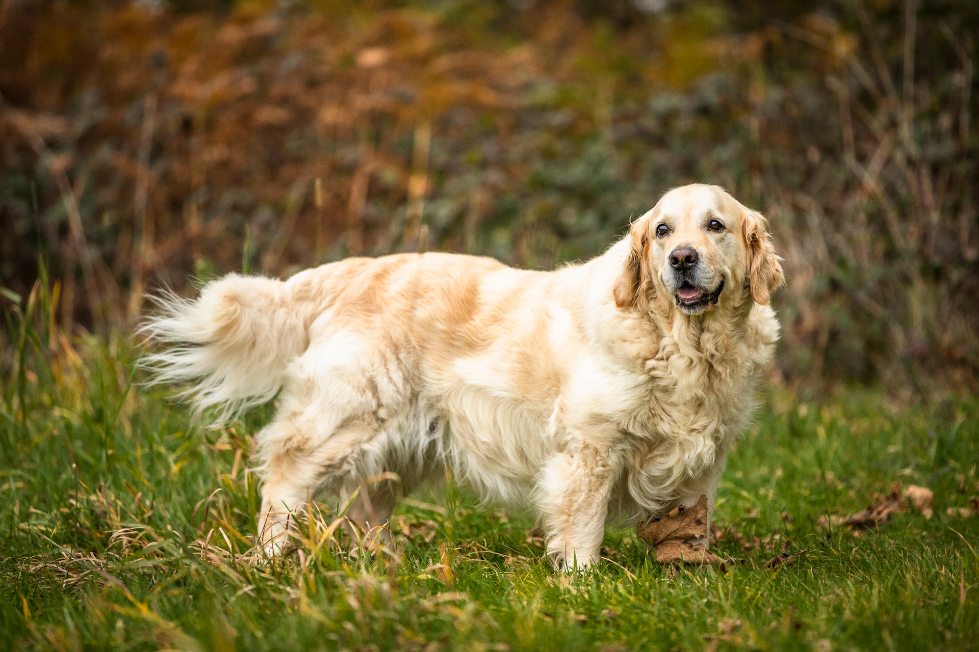 golden-retriever-profile