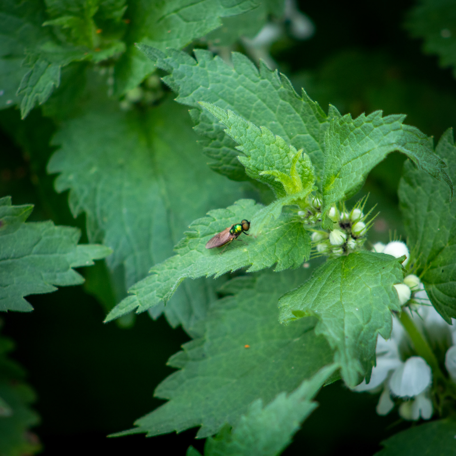 Little Friend 180mm