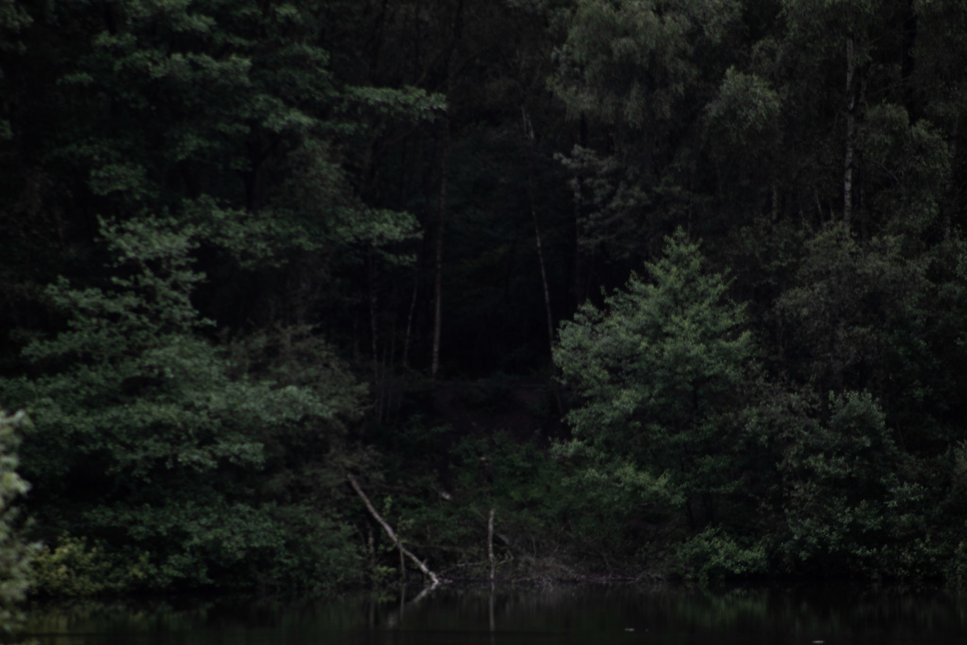 Darkwood 300mm