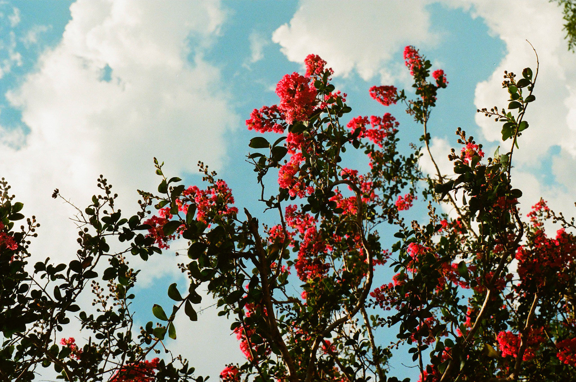 Kodak Porta 800