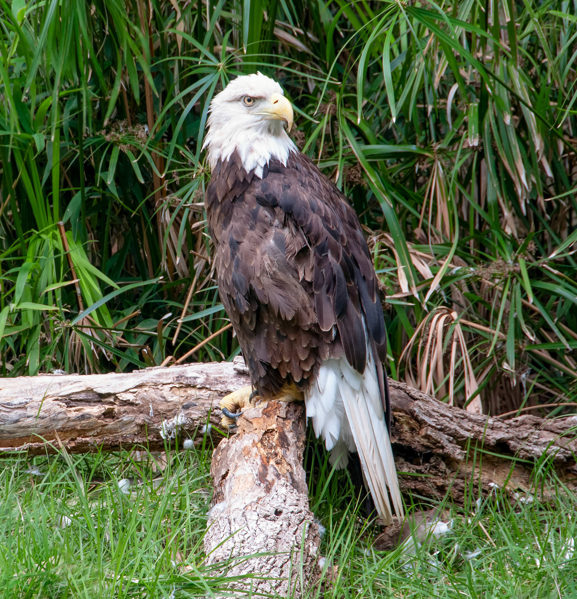 A bald eagle (Haliaeetus leucocephalus) with a broken wing rests at the San Antonio Zoo in San Antonio Texas.