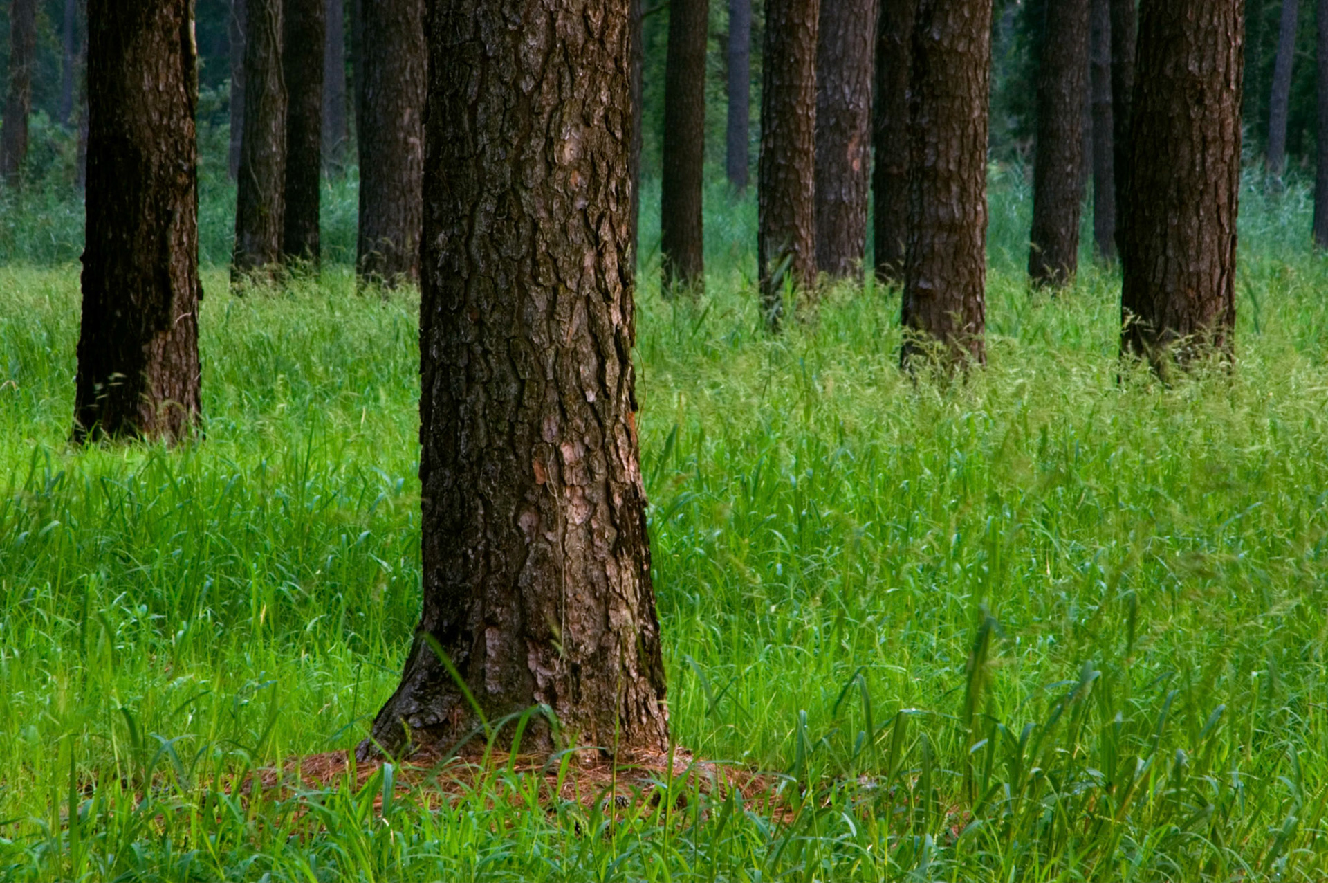 A forest of loblolly pine trees (Pinus taeda) grows along Miles River Road near Easton Maryland.