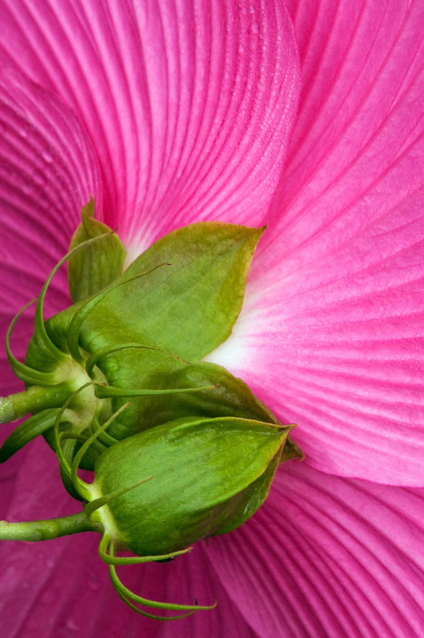 A hybrid hibiscus bloom seen from the back at the San Antonio Botanical Garden in San Antonio Texas.