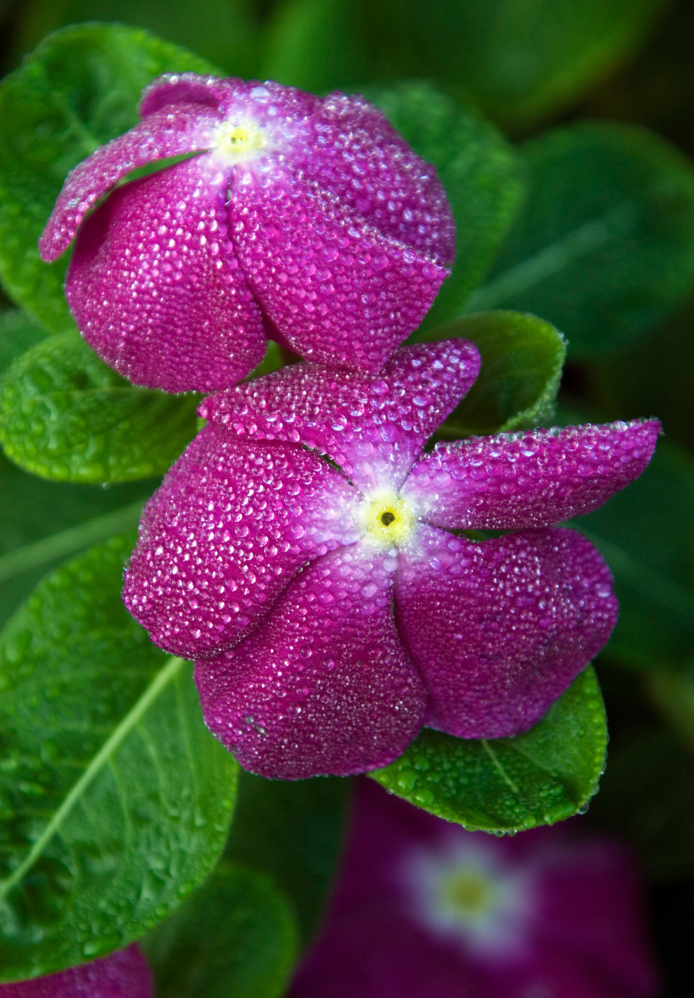 The dewey blossoms of a purple vincas (Catharanthus roseus) at the Bon Air Park and Memorial Rose Gardens in Arlington VA.