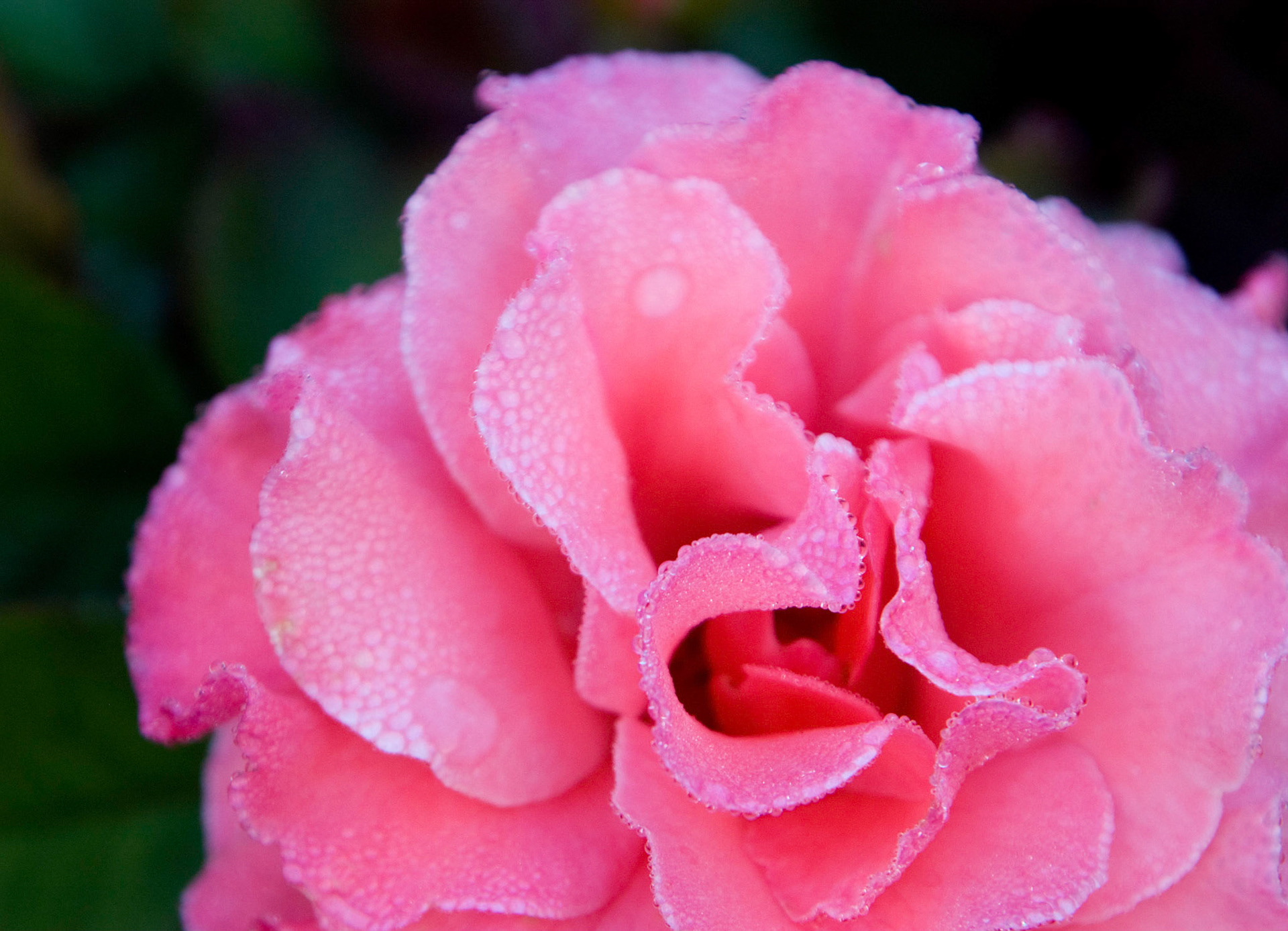 The dewey rose blossom at the Bon Air Park and Memorial Rose Gardens in Arlington VA.