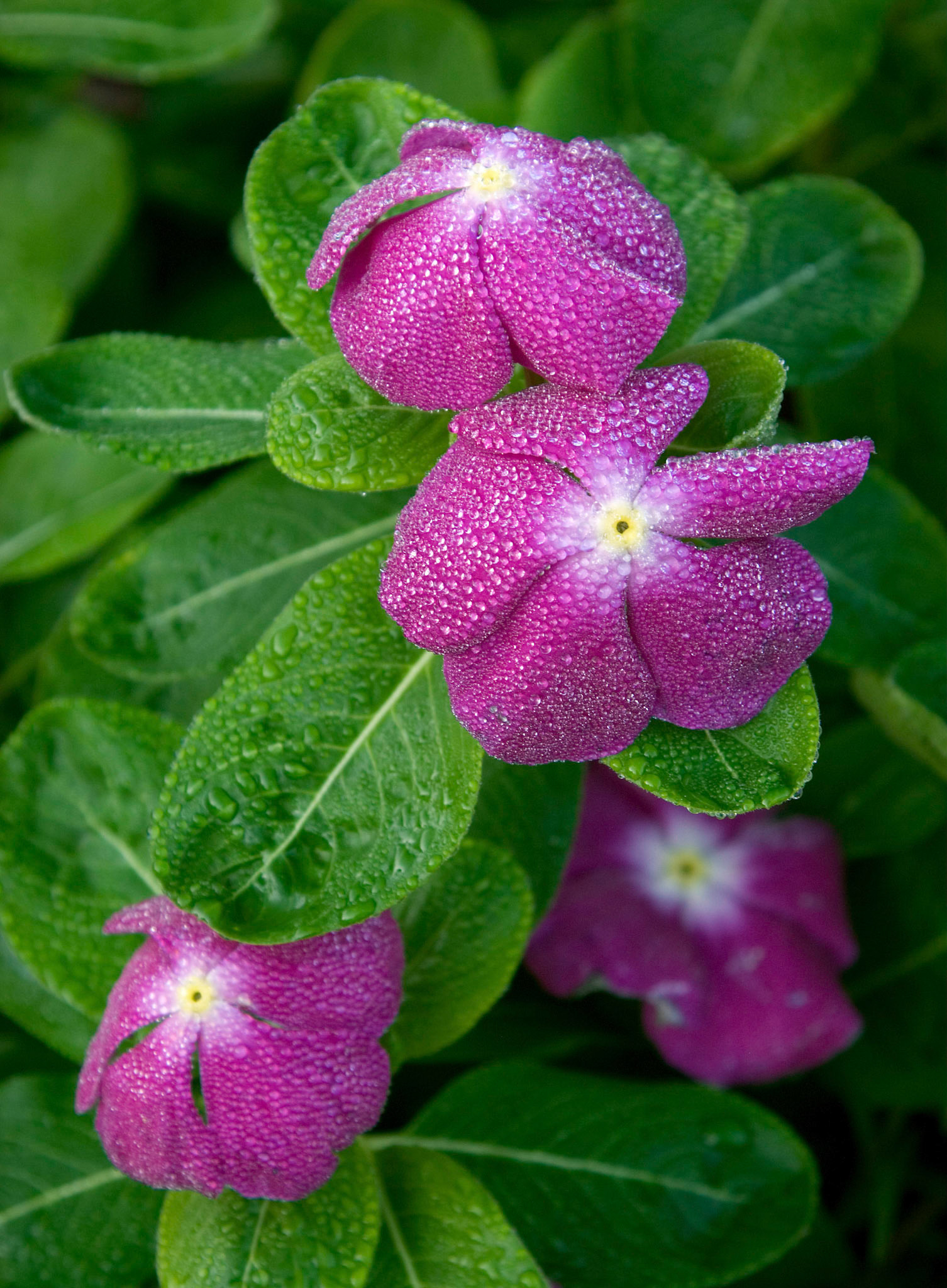 The dewey blossoms of a purple vincas (Catharanthus roseus) at the Bon Air Park and Memorial Rose Gardens in Arlington VA.