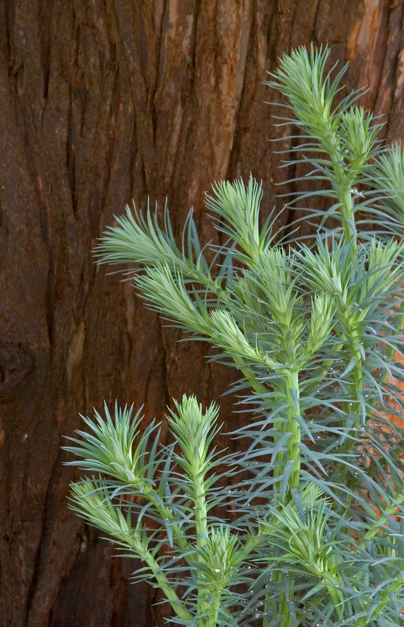 This young china fir tree (Cunninghamia lanceolata)  grows near the entrance to the Kenilworth Park and Aquatic Gardens in Washington DC.