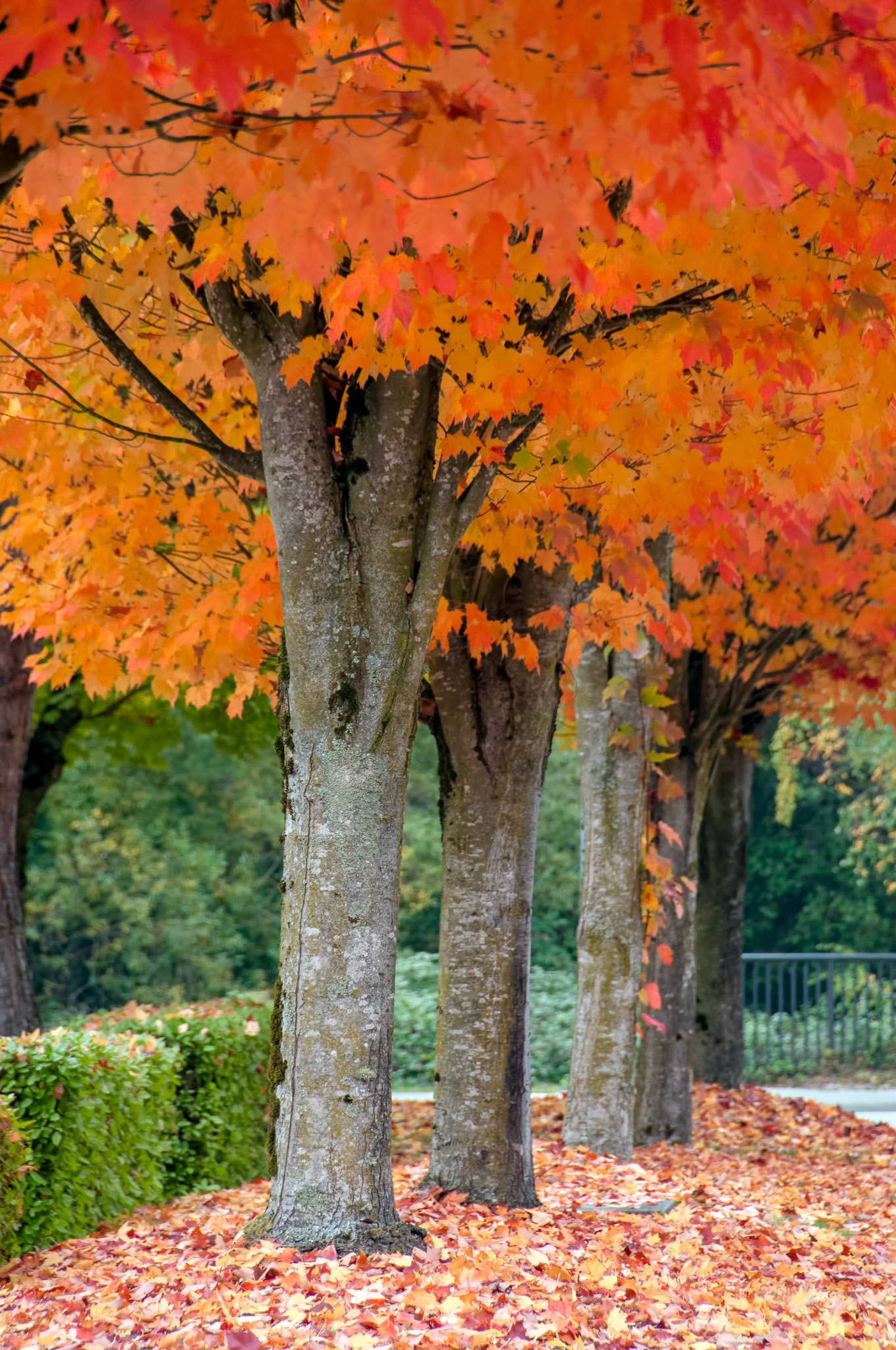 The leaves turn beautiful colors in autumn in Kirkland Washington near Willows Road.