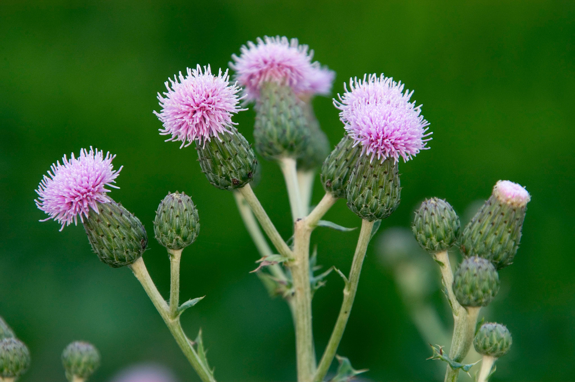 These creeping thistles (Cirsium arvense) were growing near Adamstown, Maryland.