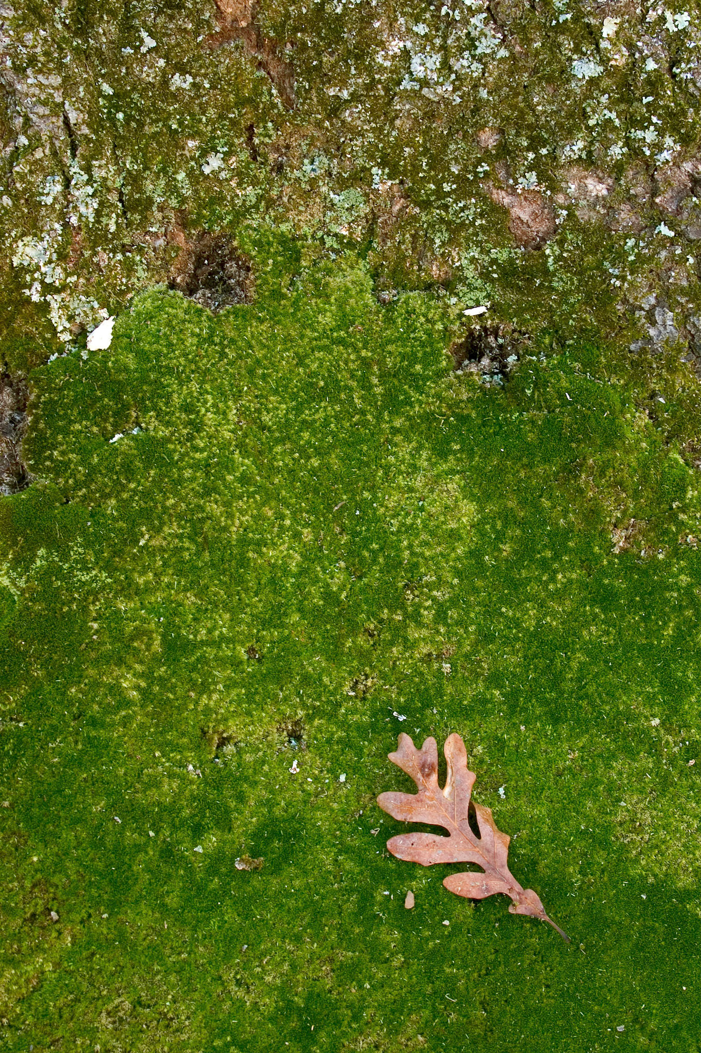 A dead oak leaf rests on a bed of moss at the base of a tree at the Mason Neck National Wildlife Refuge in Virginia.