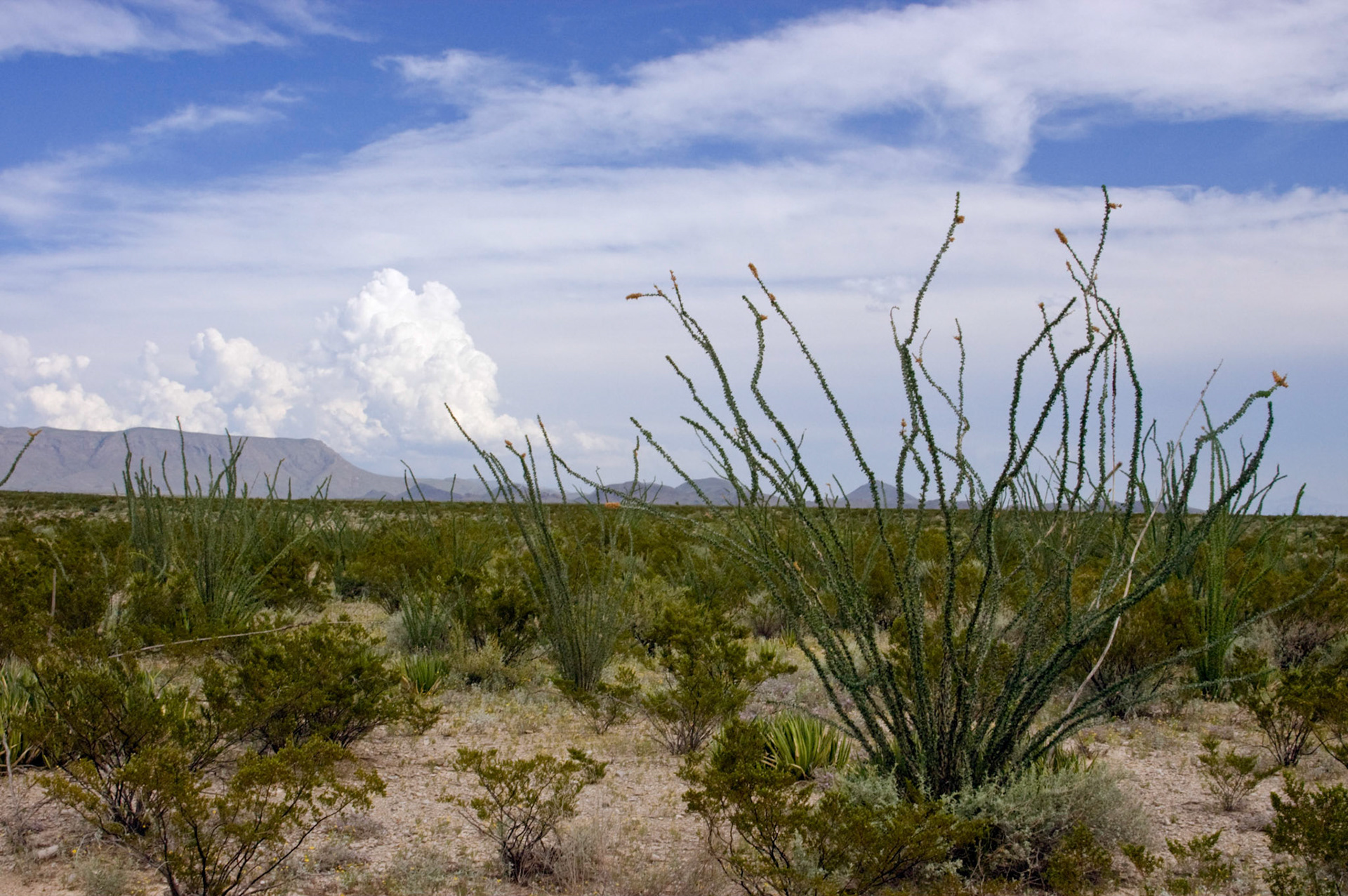 An ocotillo (Fouquieria splendens) grows in the desert at Big Bend National Park in Texas.