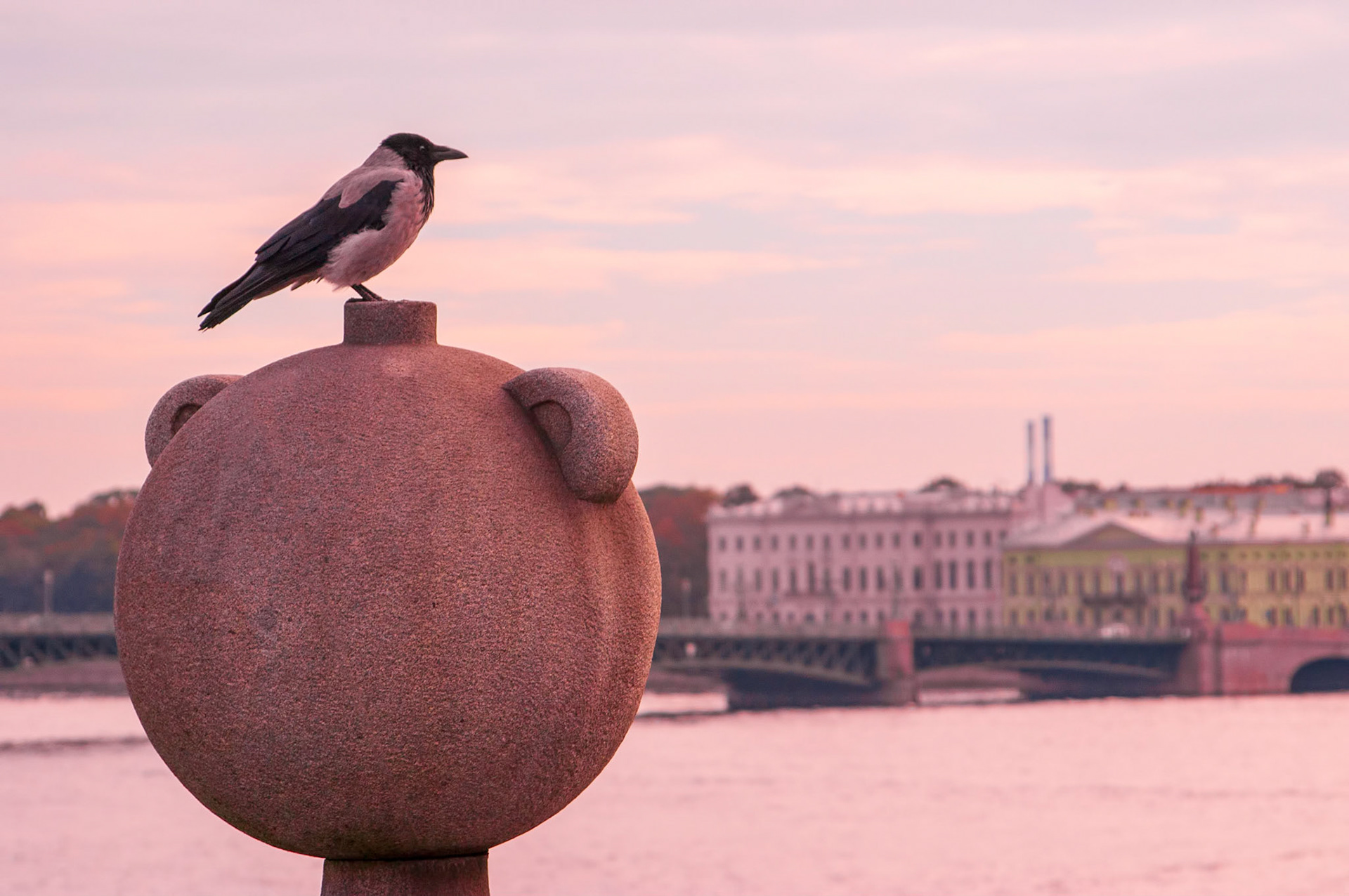 This hooded crow (Corvus cornix) overlooks the Neva River from the boardwalk along the roofs of the Peter I Bastion and the Naryshkin Bastion. The Troitskiy Most (bridge) and the edge of the Summer Gardens can be seen in the background.
