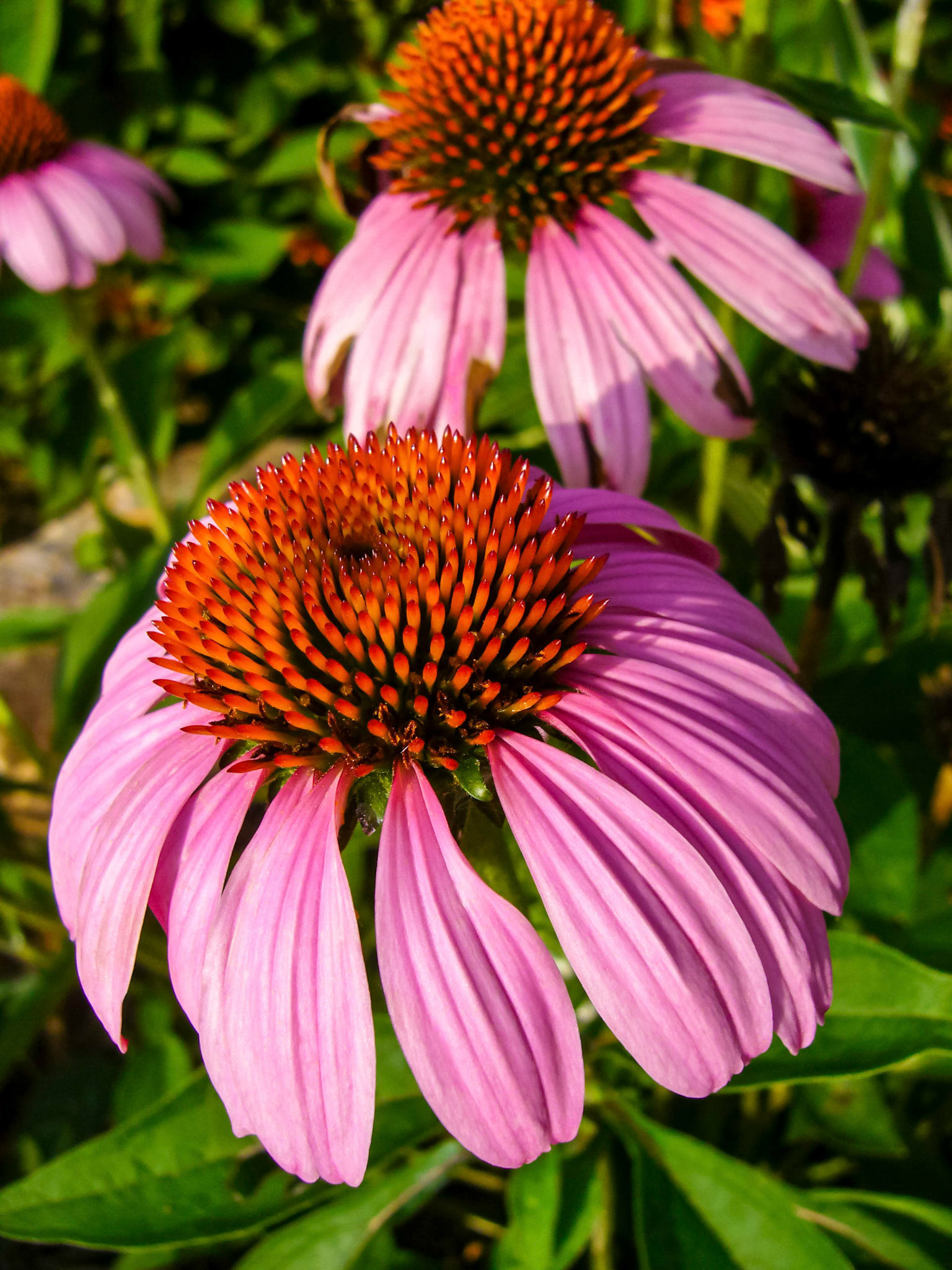 Purple coneflowers (Echinacea purpurea) bloom at the San Antonio Botanical Garden in San Antonio Texas.