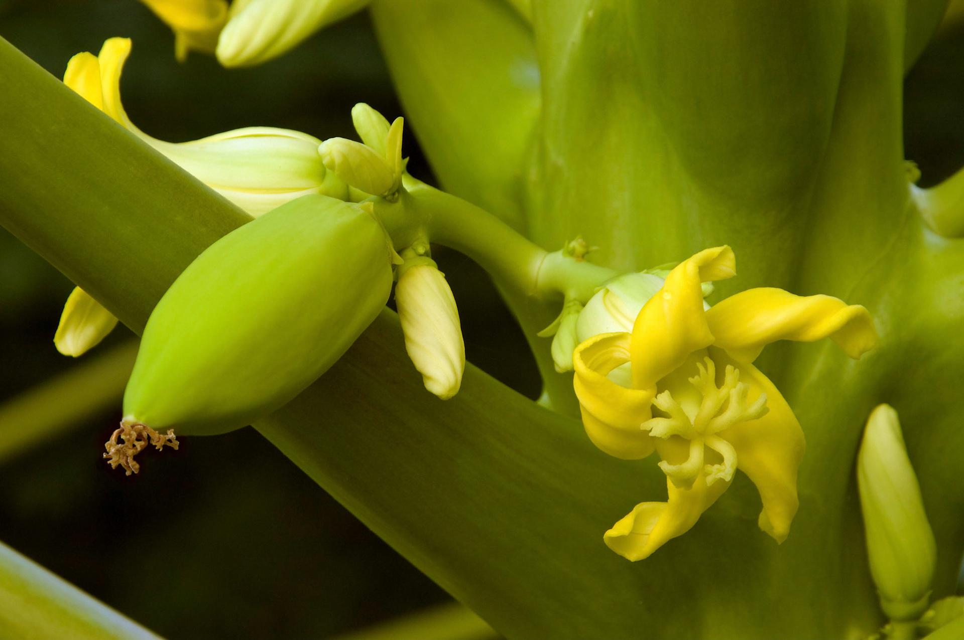Papaya trees (Carica papaya) bloom and fruit at the San Antonio Botanical Garden in San Antonio Texas.