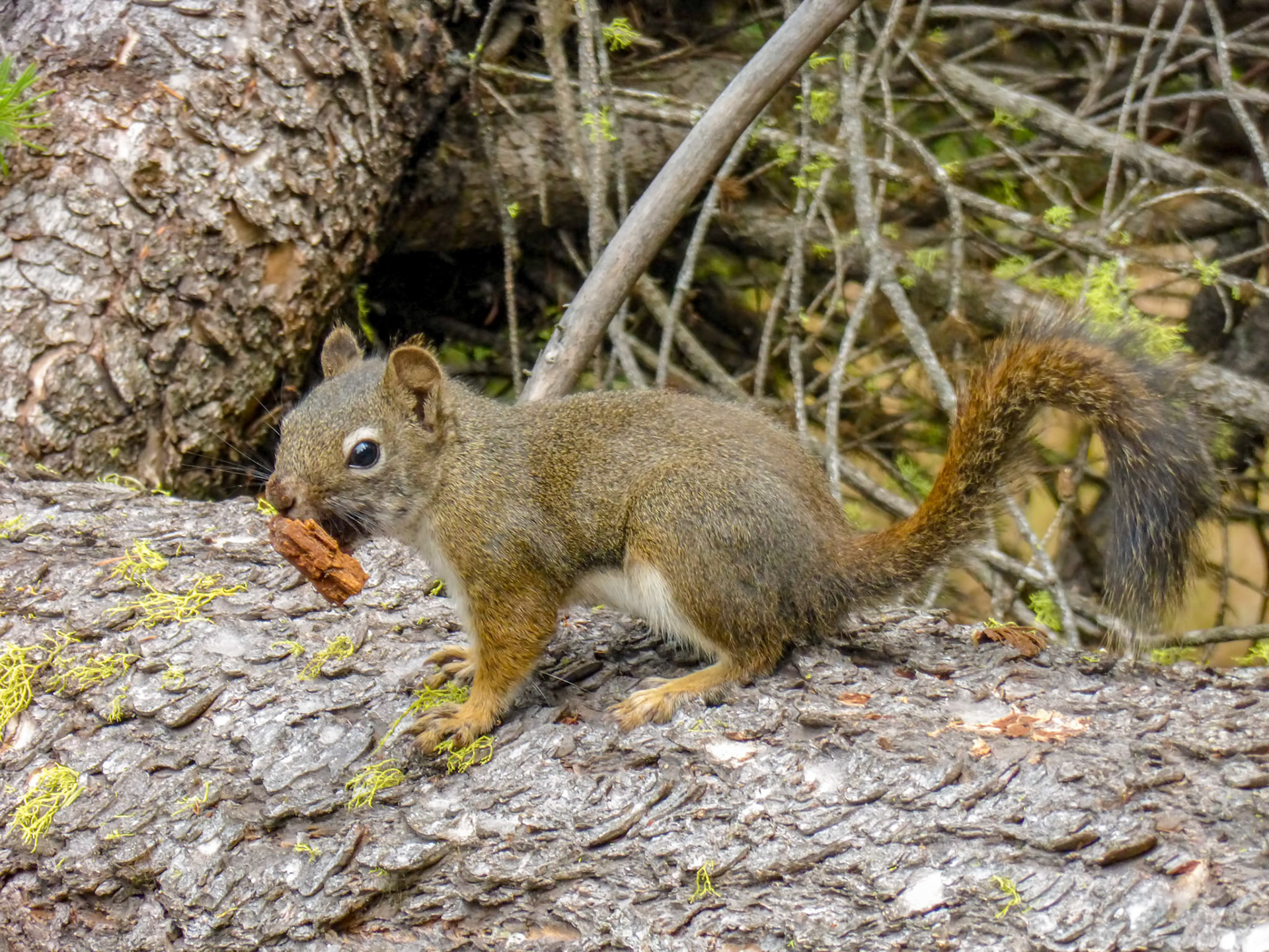 An American red squirrel (Tamiasciurus hudsonicus) poses for a photo on Lookout Mountain Trail near Twisp Washington.