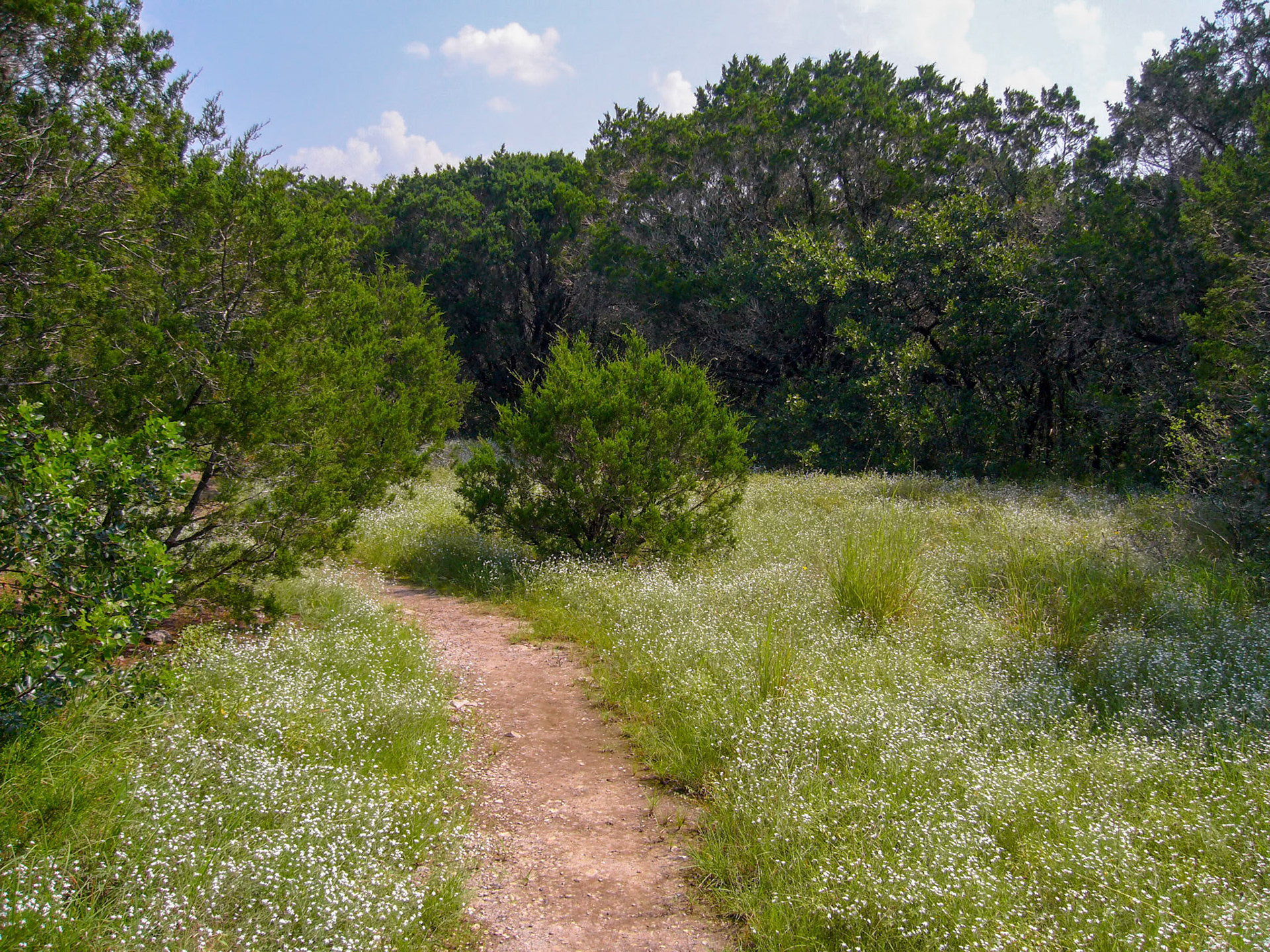 Part of the Joe Johnston Route trail at Government Canyon State Natural Area near San Antonio Texas is lined with blooming pasture heliotrope (Heliotropium tenellum.)