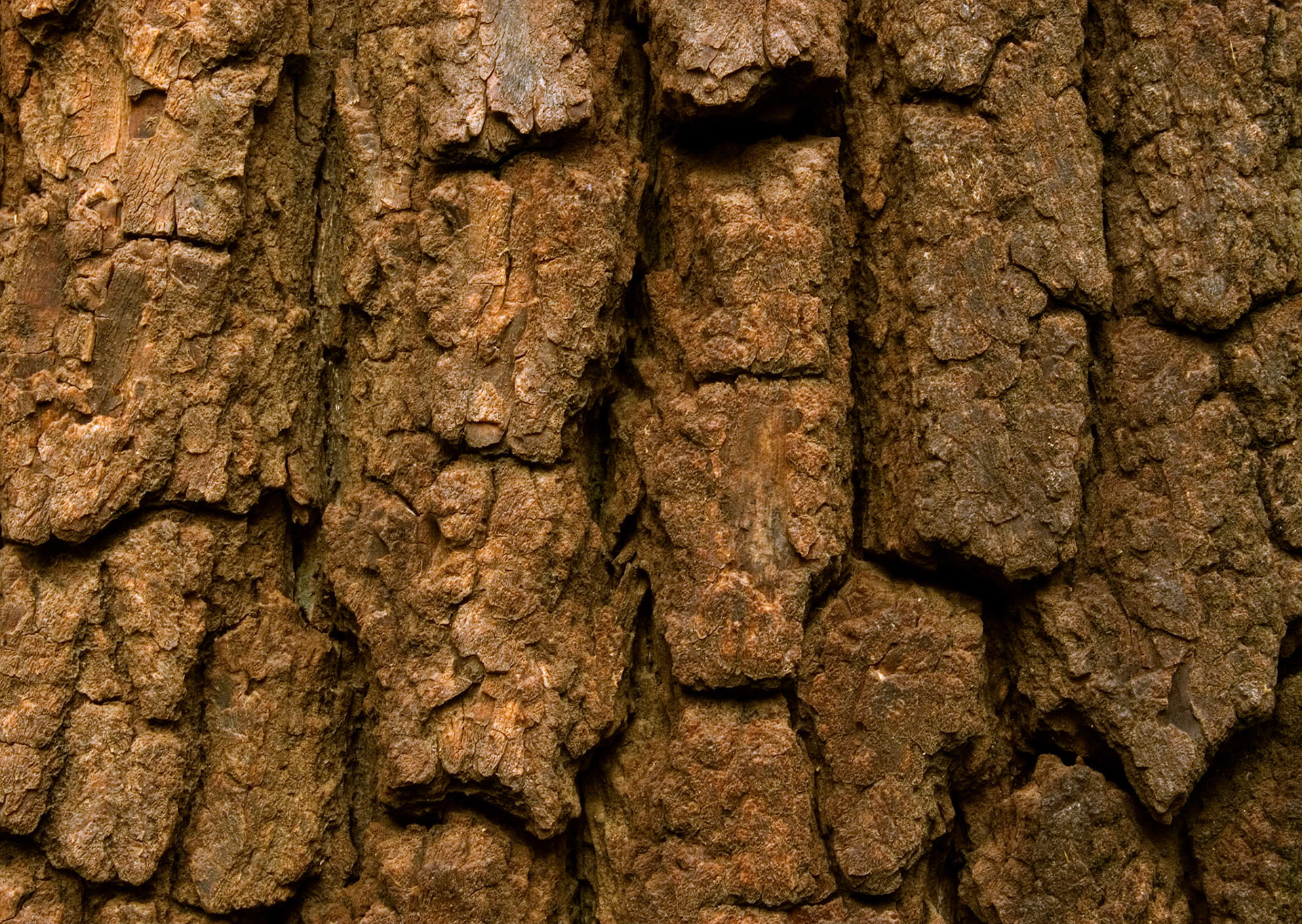 A closeup of some thick tree bark in the Lyndon B. Johnson Memorial Grove in Arlington Virginia.