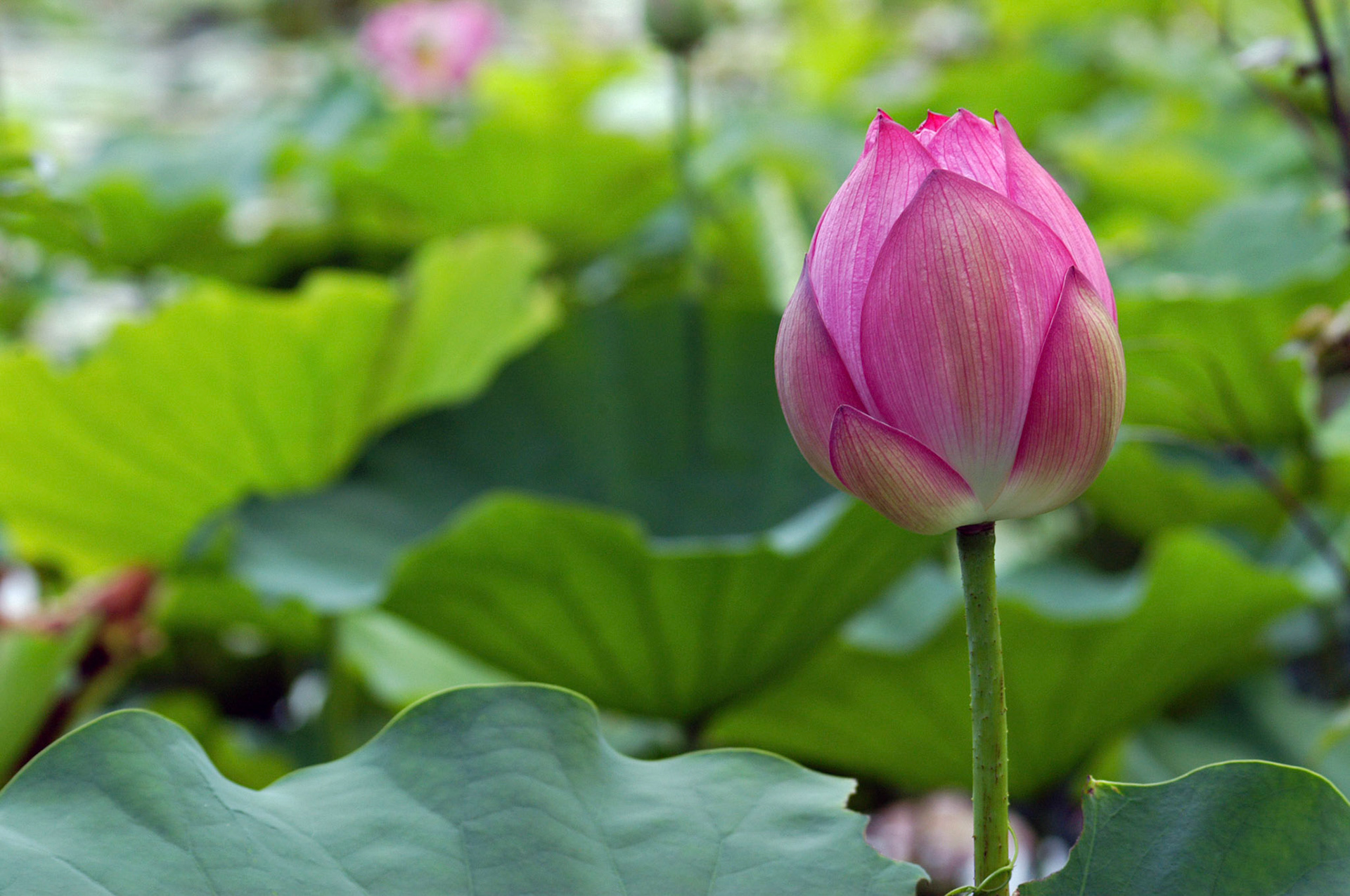 A lotus flower bud (nelumbo nucifera, aka Sacred Lotus) at the Kenilworth Aquatic Gardens in Washington DC.