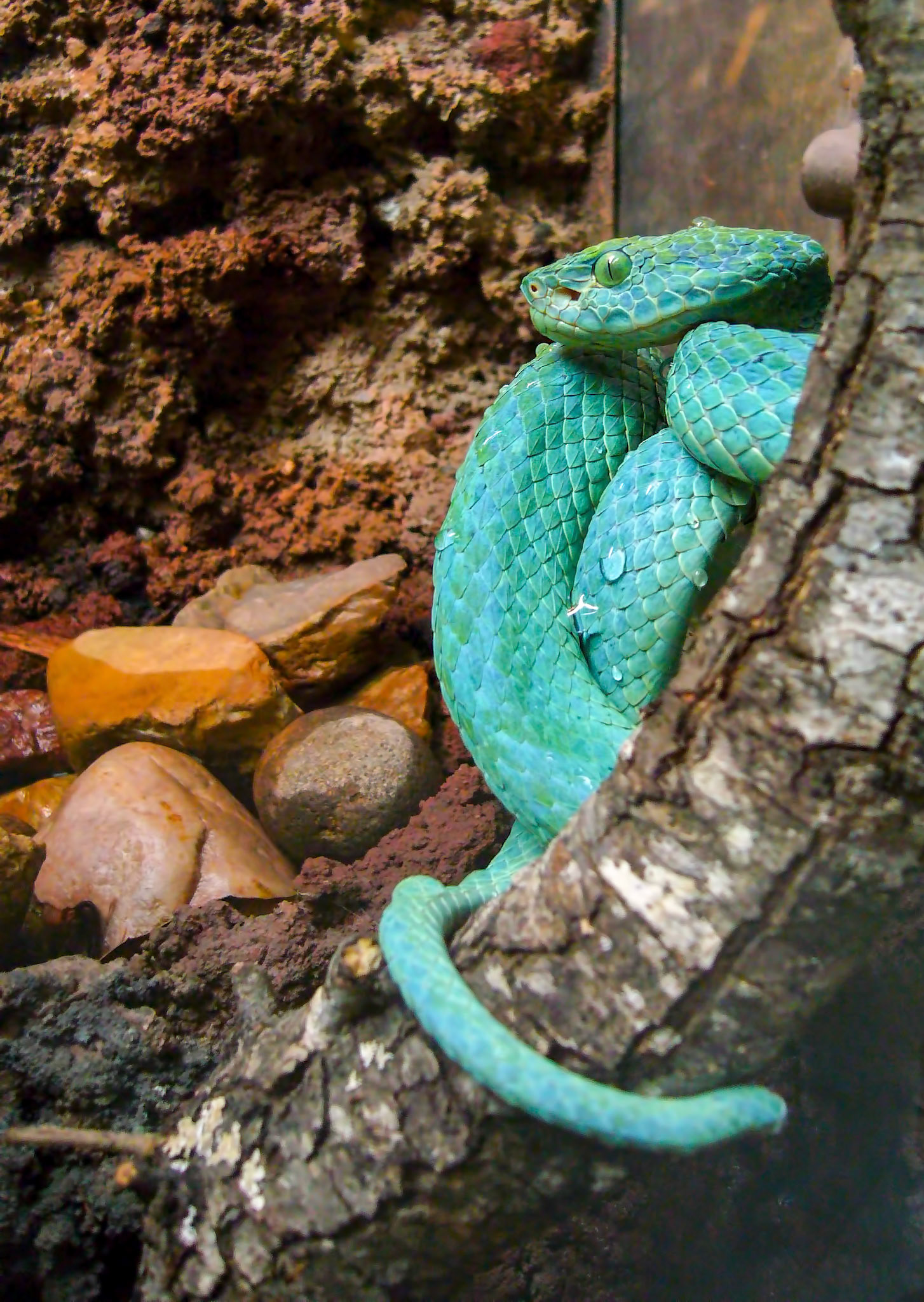 A Honduran (or March's) palm-pitviper (Bothriechis marchi) coils in its enclosure at the San Antonio Zoo in San Antonio Texas.