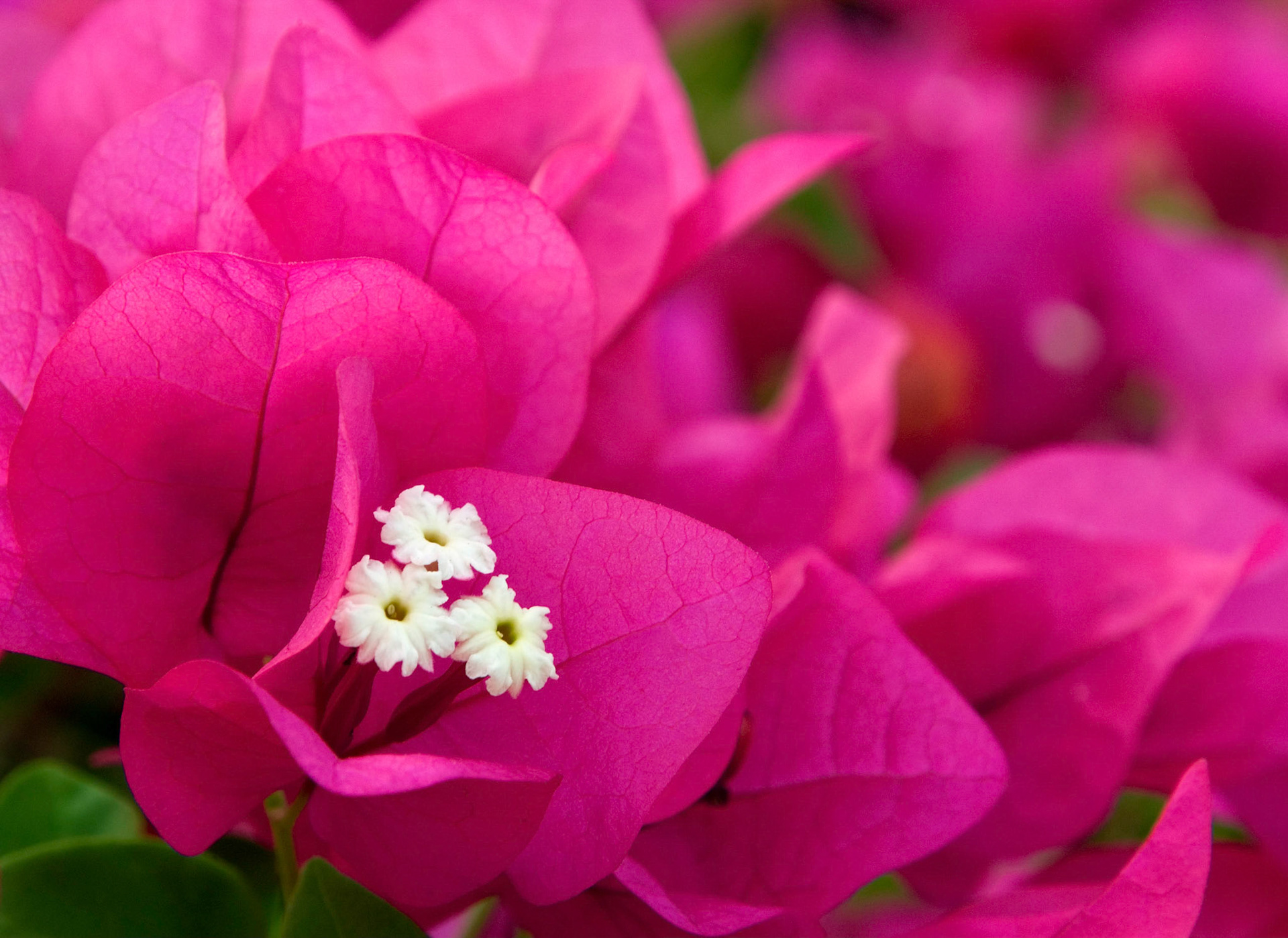 Bougainvillia growing at Hotel Villa Del Sol near Zihuatanejo, Mexico.