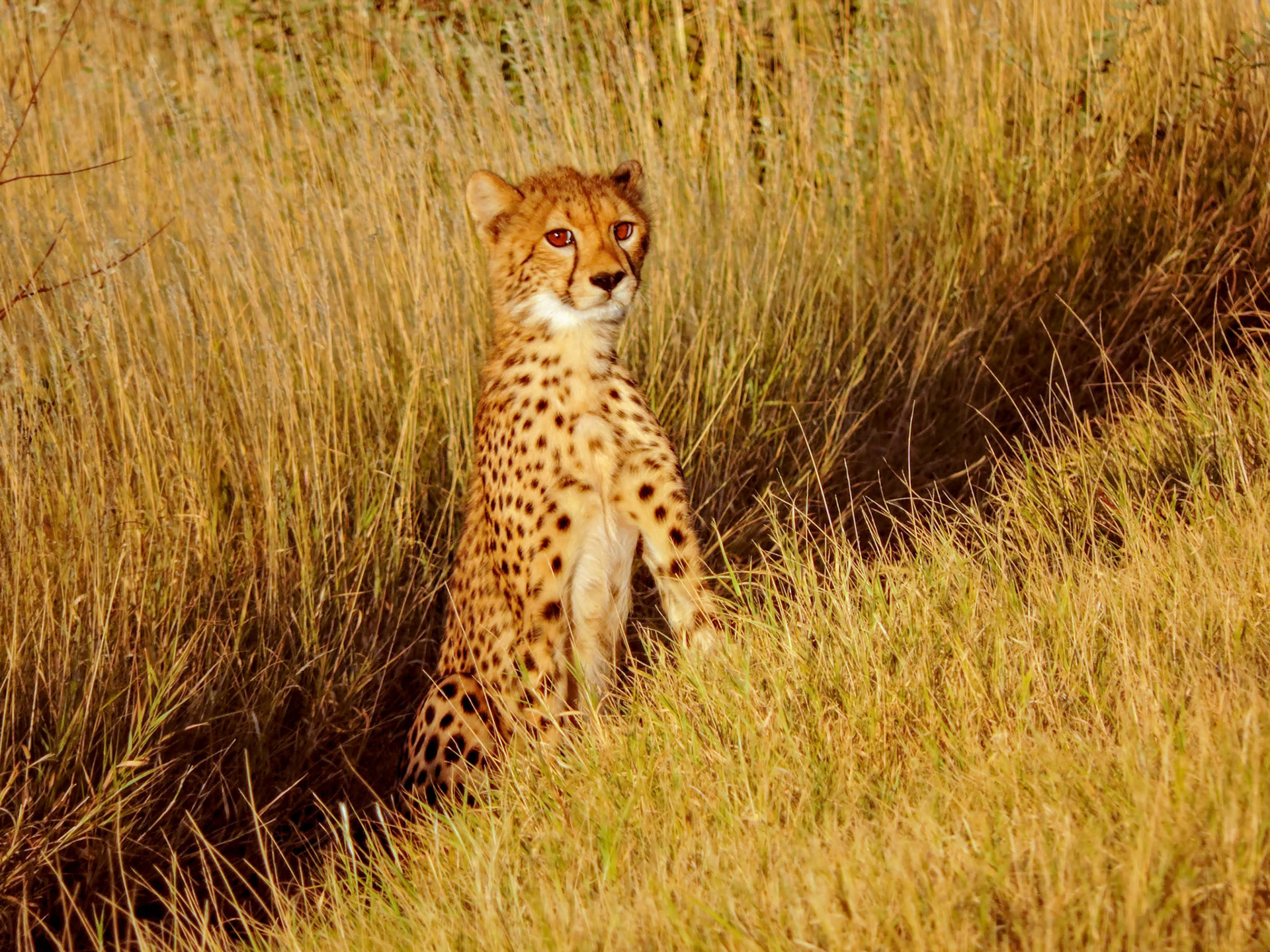 A cheetah (Acinonyx jubatus) cub peers out from the jeep track during a game drive at the Kalahari Plains Wilderness Safaris camp in Botswana Africa.